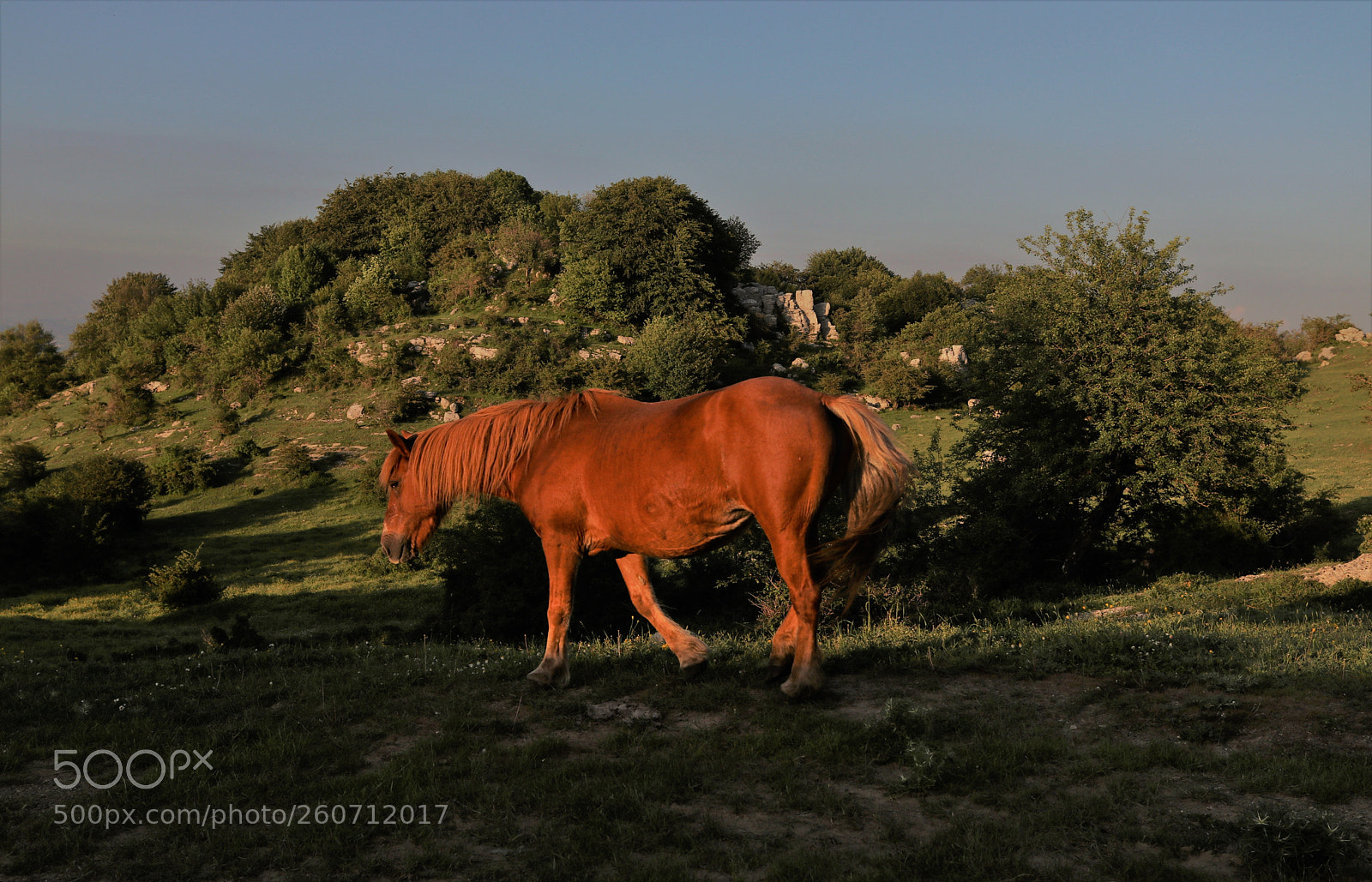 Canon EOS 80D sample photo. Red horse photography