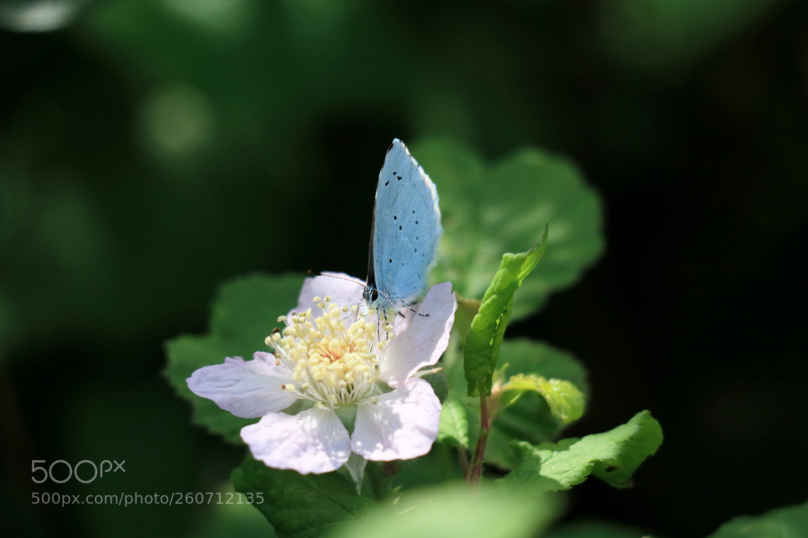Canon EOS 750D (EOS Rebel T6i / EOS Kiss X8i) sample photo. Common blue photography