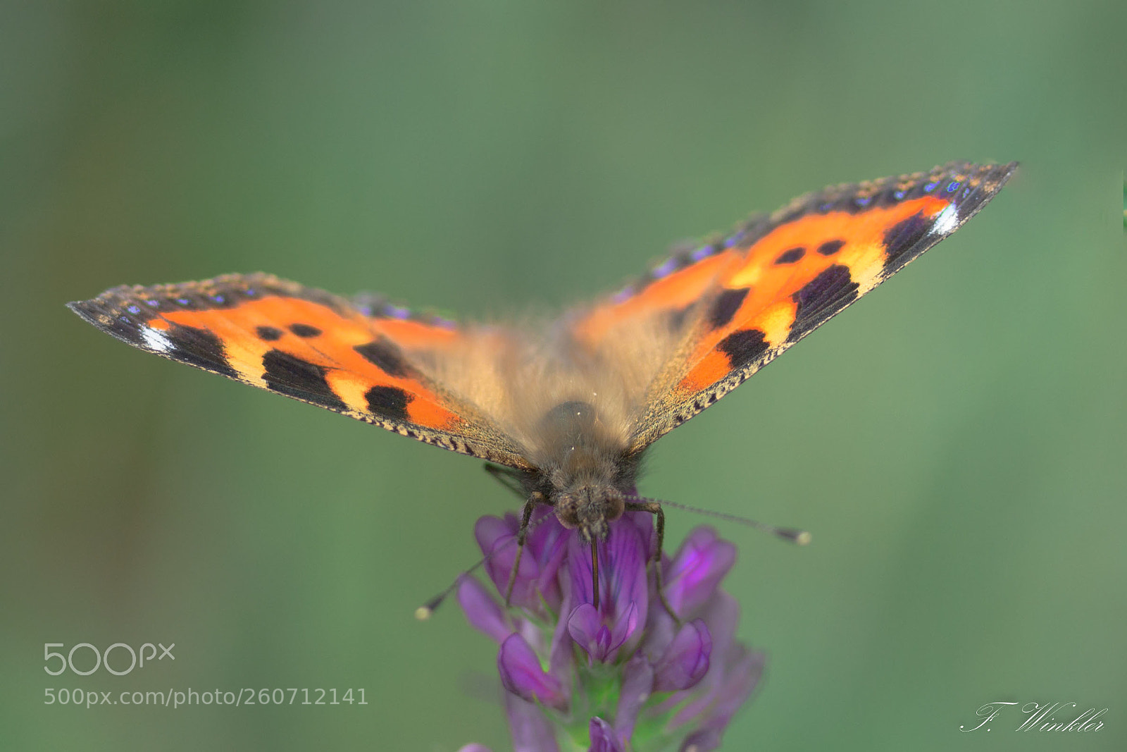 Canon EOS 600D (Rebel EOS T3i / EOS Kiss X5) sample photo. Butterfly photography