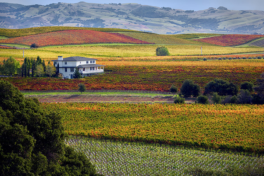 Canon EOS-1Ds Mark III sample photo. Rows of fall colored grapes with house. vineyards of napa valley, california photography