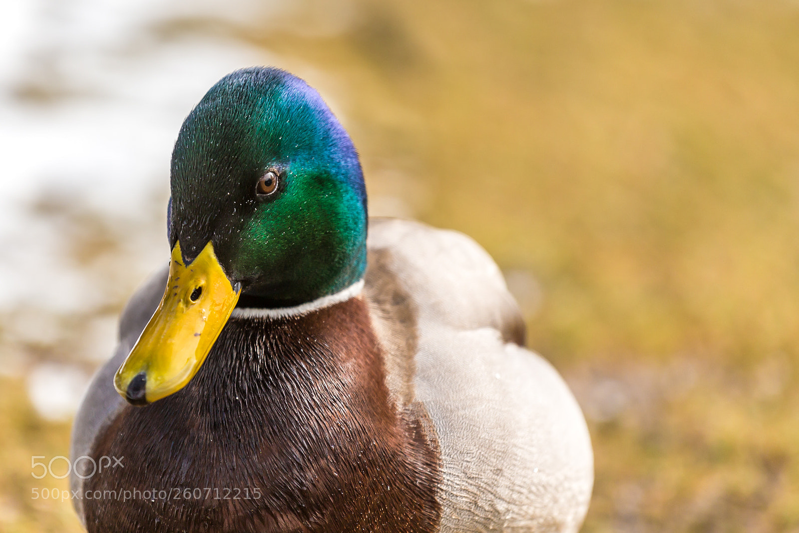 Canon EOS 6D sample photo. 2018 munich photography