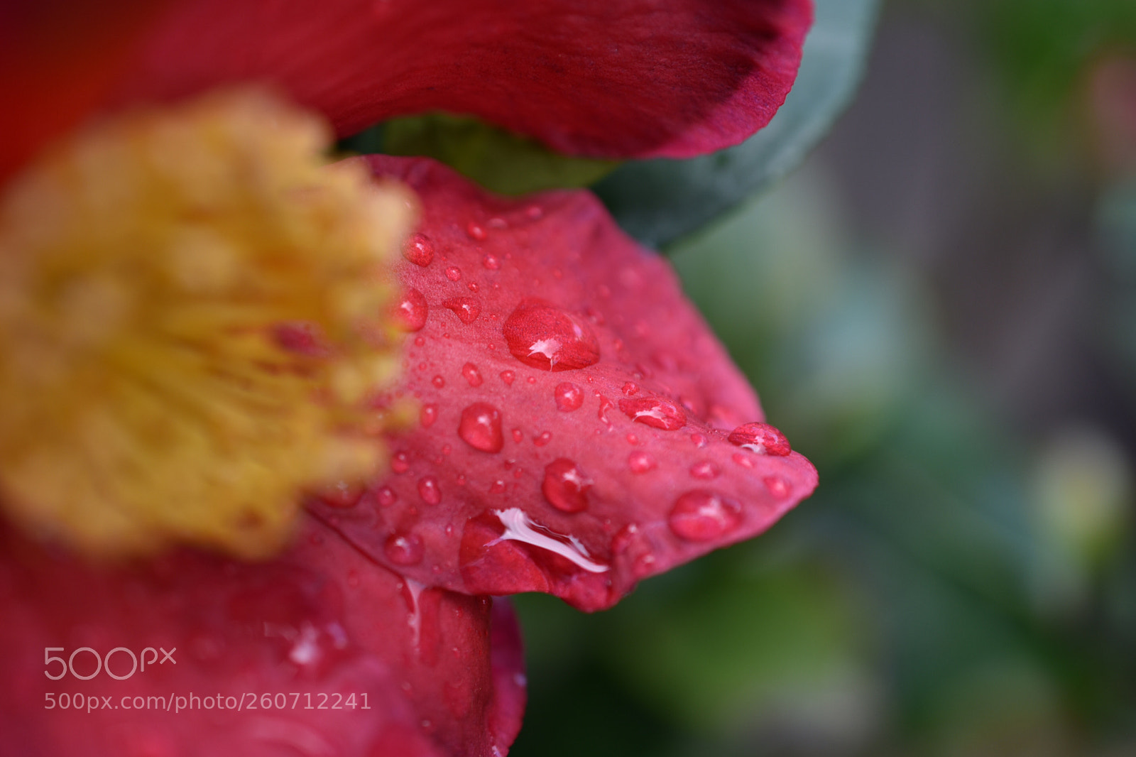 Nikon D3400 sample photo. Singing in the rain photography