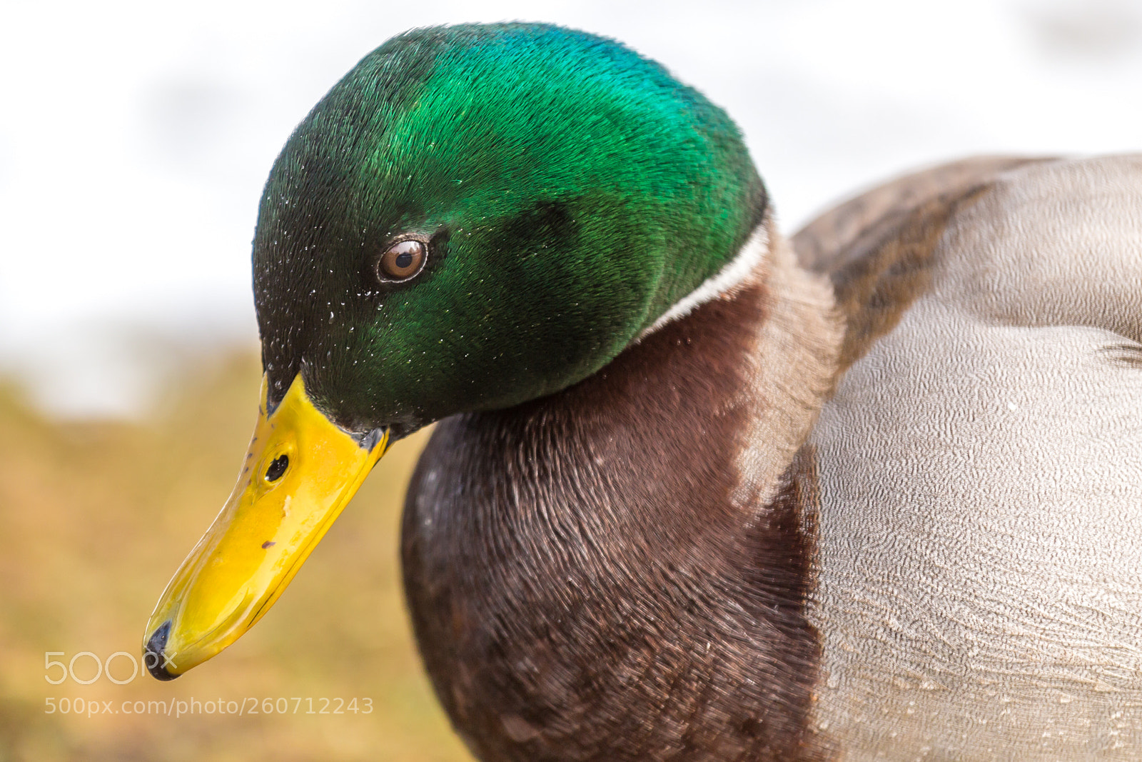 Canon EOS 6D sample photo. 2018 munich photography
