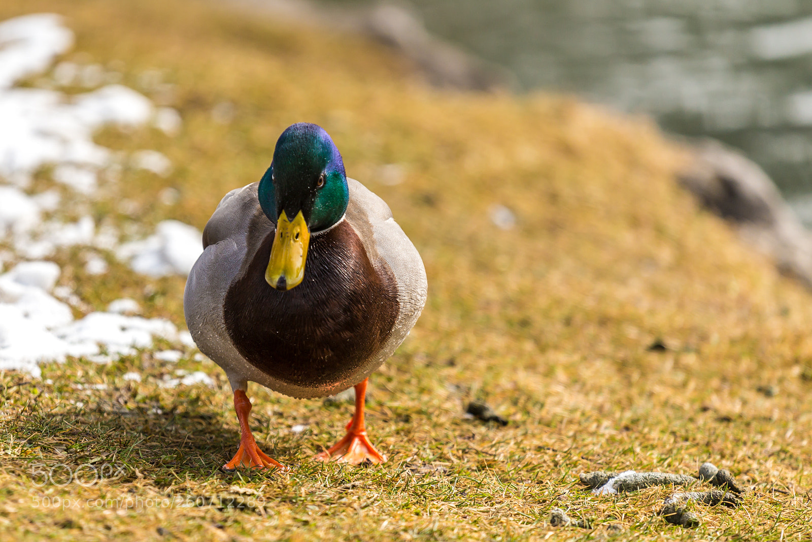 Canon EOS 6D sample photo. 2018 munich photography