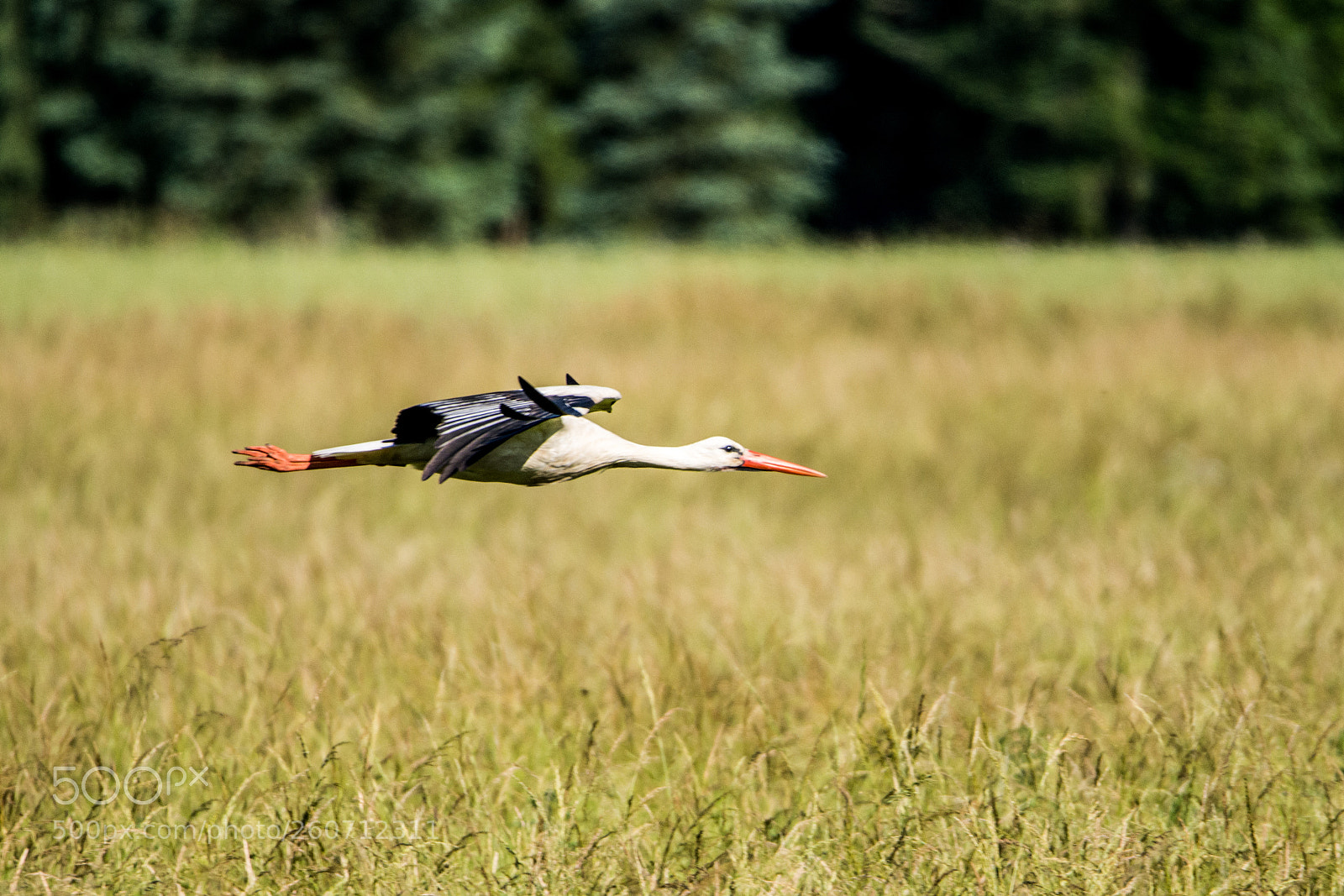 Nikon D7200 sample photo. White stork photography