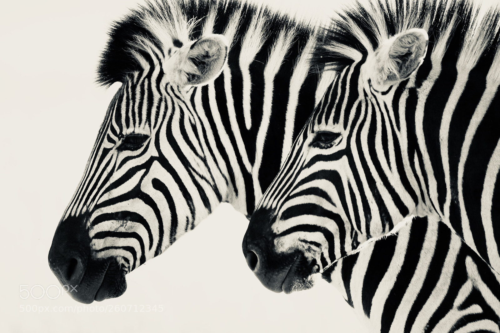 Canon EOS 760D (EOS Rebel T6s / EOS 8000D) sample photo. Zebras photography