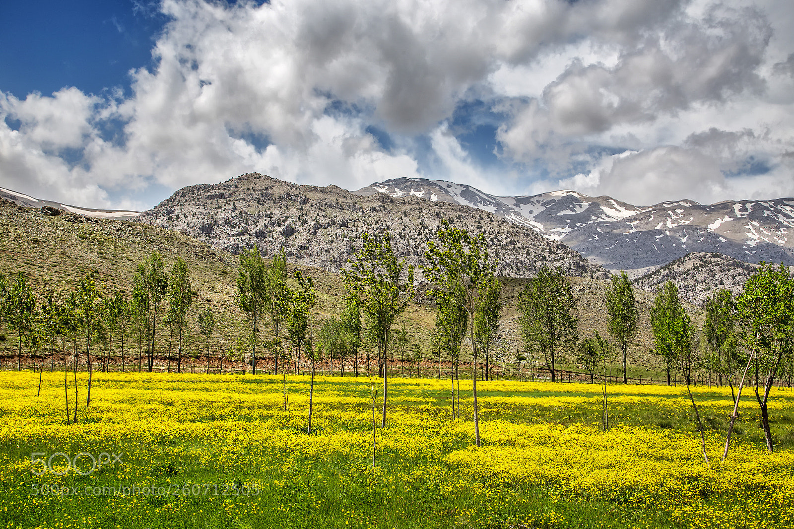 Canon EOS 6D sample photo. Sarı kavaklar... photography