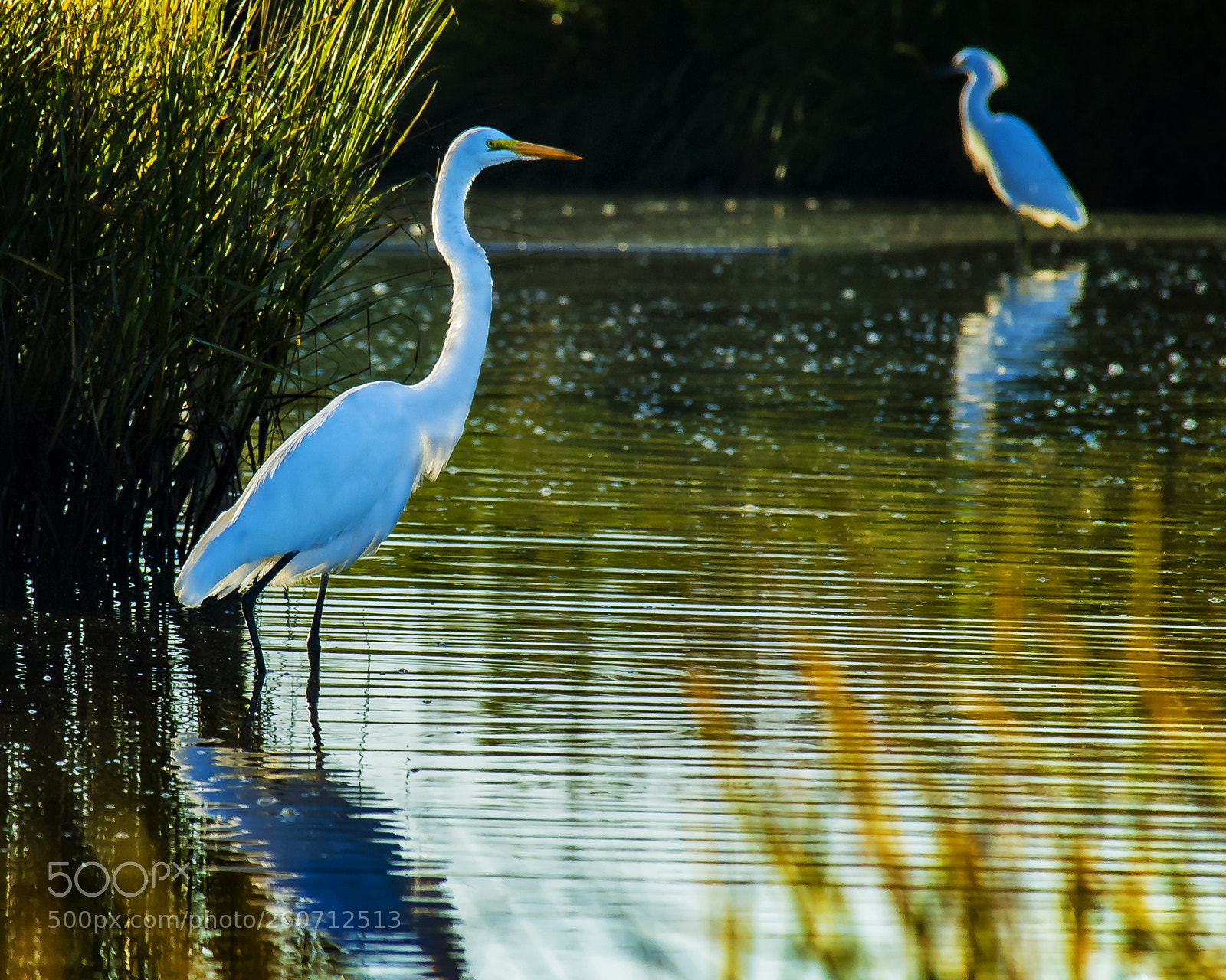 Nikon D200 sample photo. Wetland wader photography
