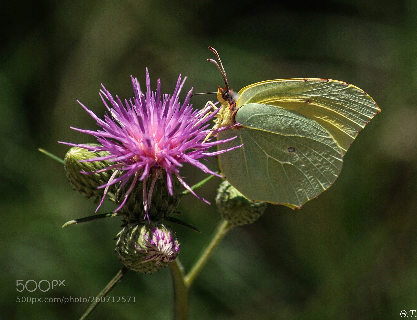 Sony ILCA-77M2 sample photo. Butterfly photography