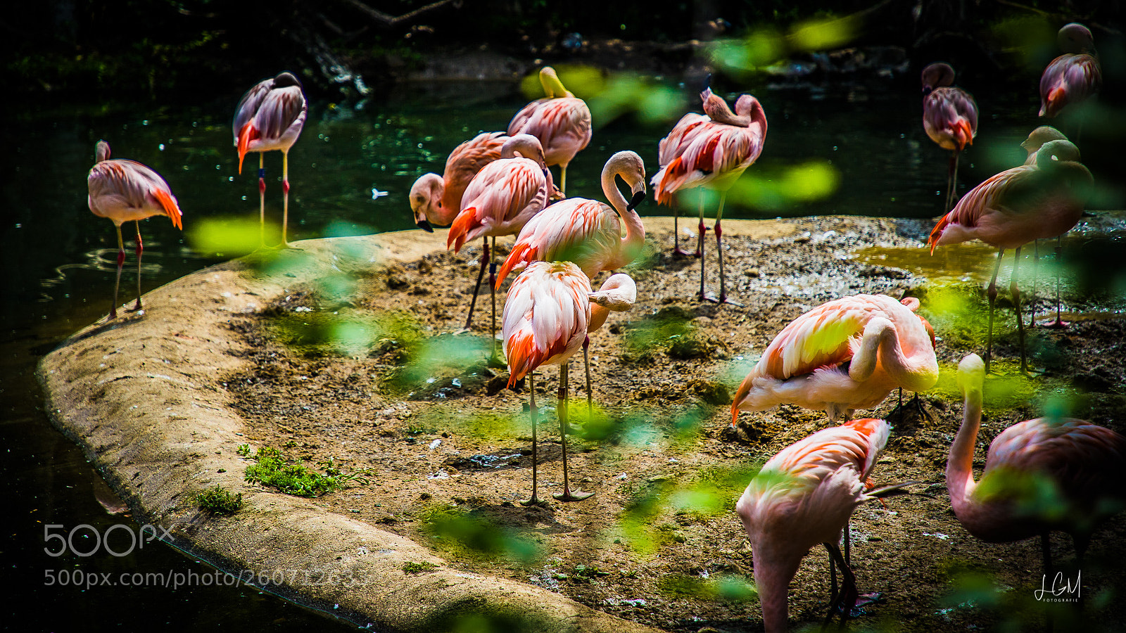 Canon EOS 6D Mark II sample photo. Leipziger zoo photography