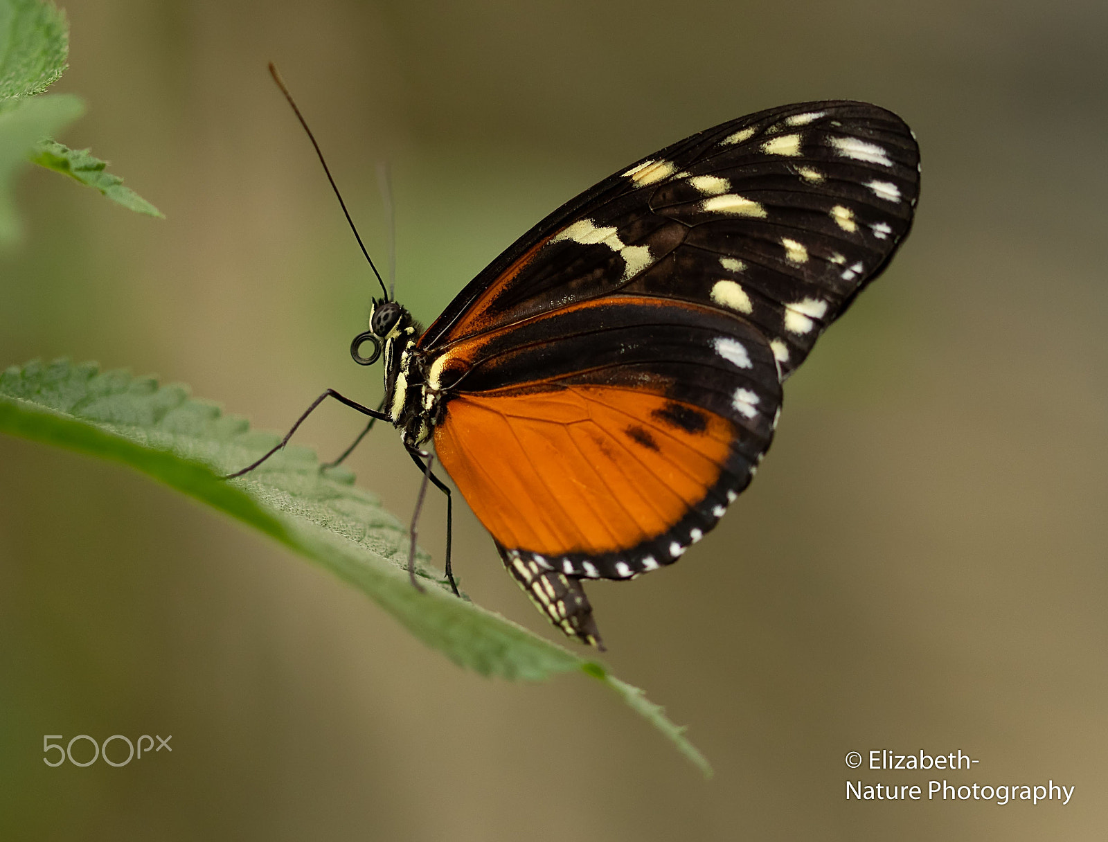Sigma 105mm F2.8 EX DG OS HSM sample photo. Heliconius hecale zuleika in the butterfly garden photography