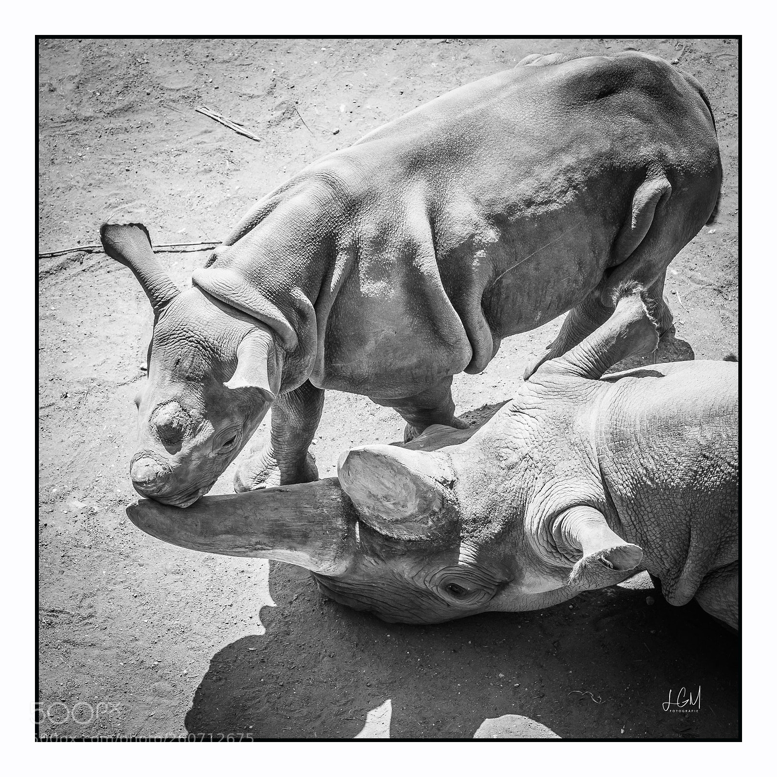 Canon EOS 6D Mark II sample photo. Leipziger zoo photography