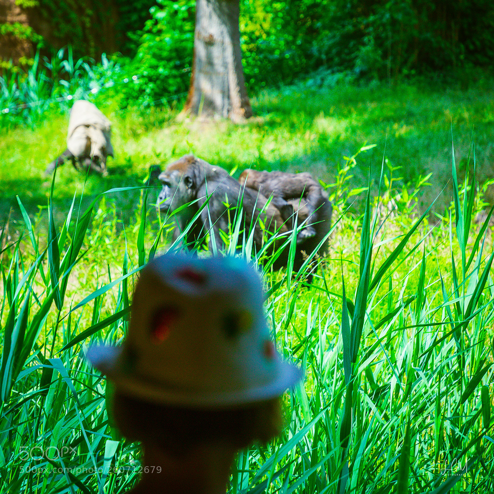 Canon EOS 6D Mark II sample photo. Leipziger zoo photography
