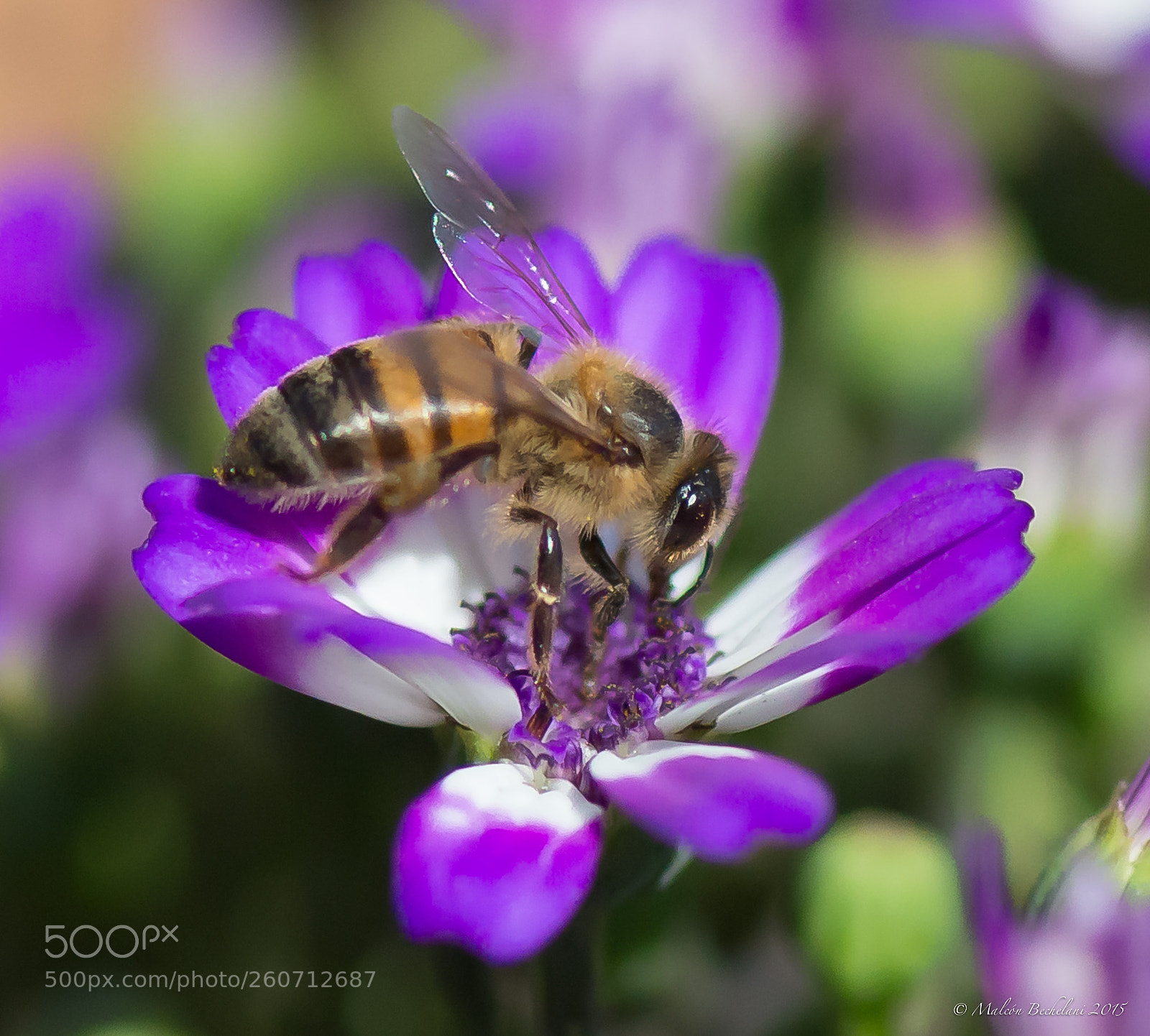 Nikon D800 sample photo. Daeaebo photography