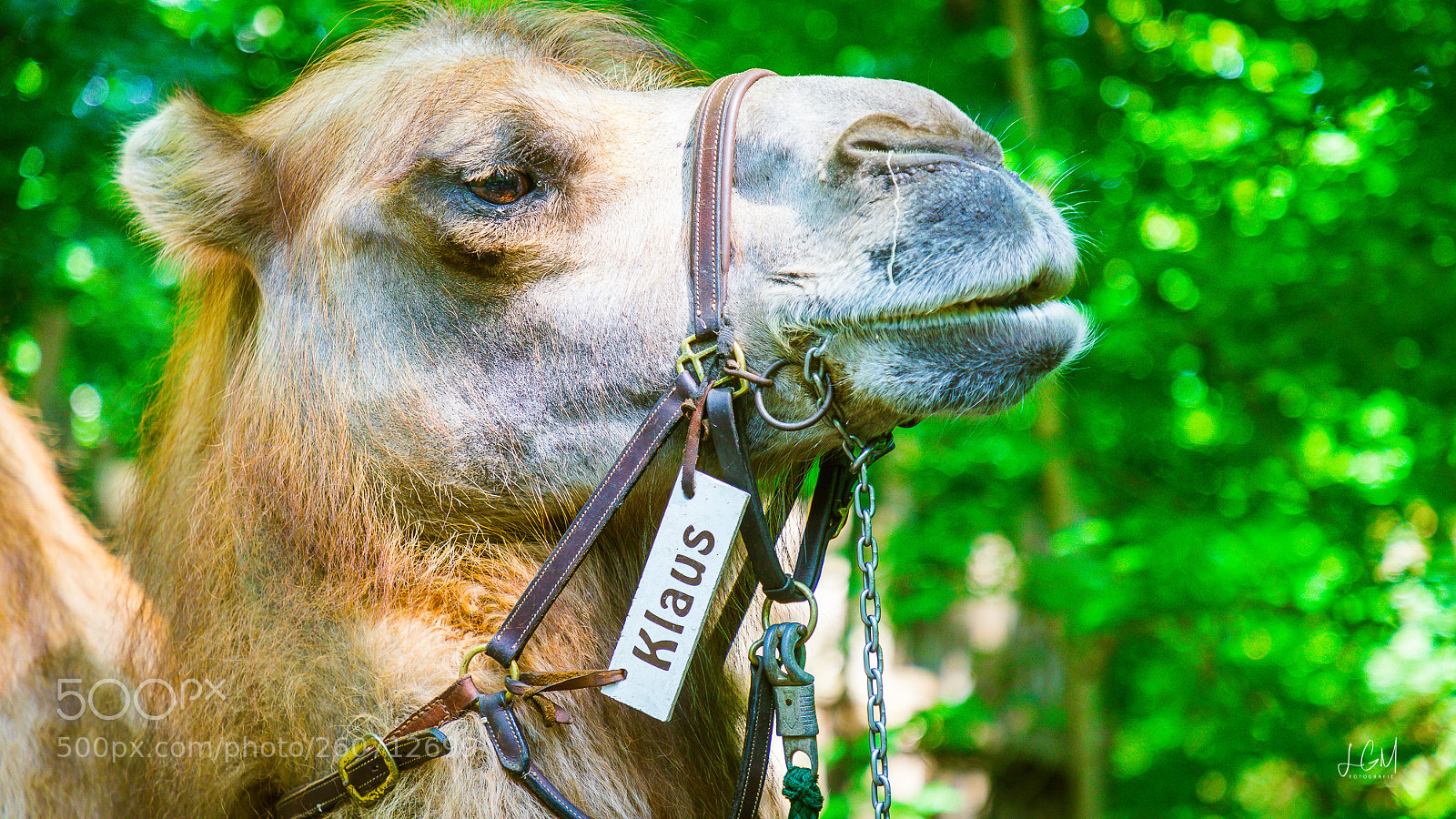 Canon EOS 6D Mark II sample photo. Leipziger zoo photography