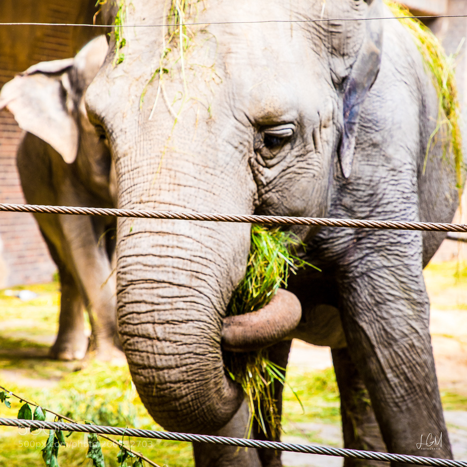 Canon EOS 6D Mark II sample photo. Leipziger zoo photography
