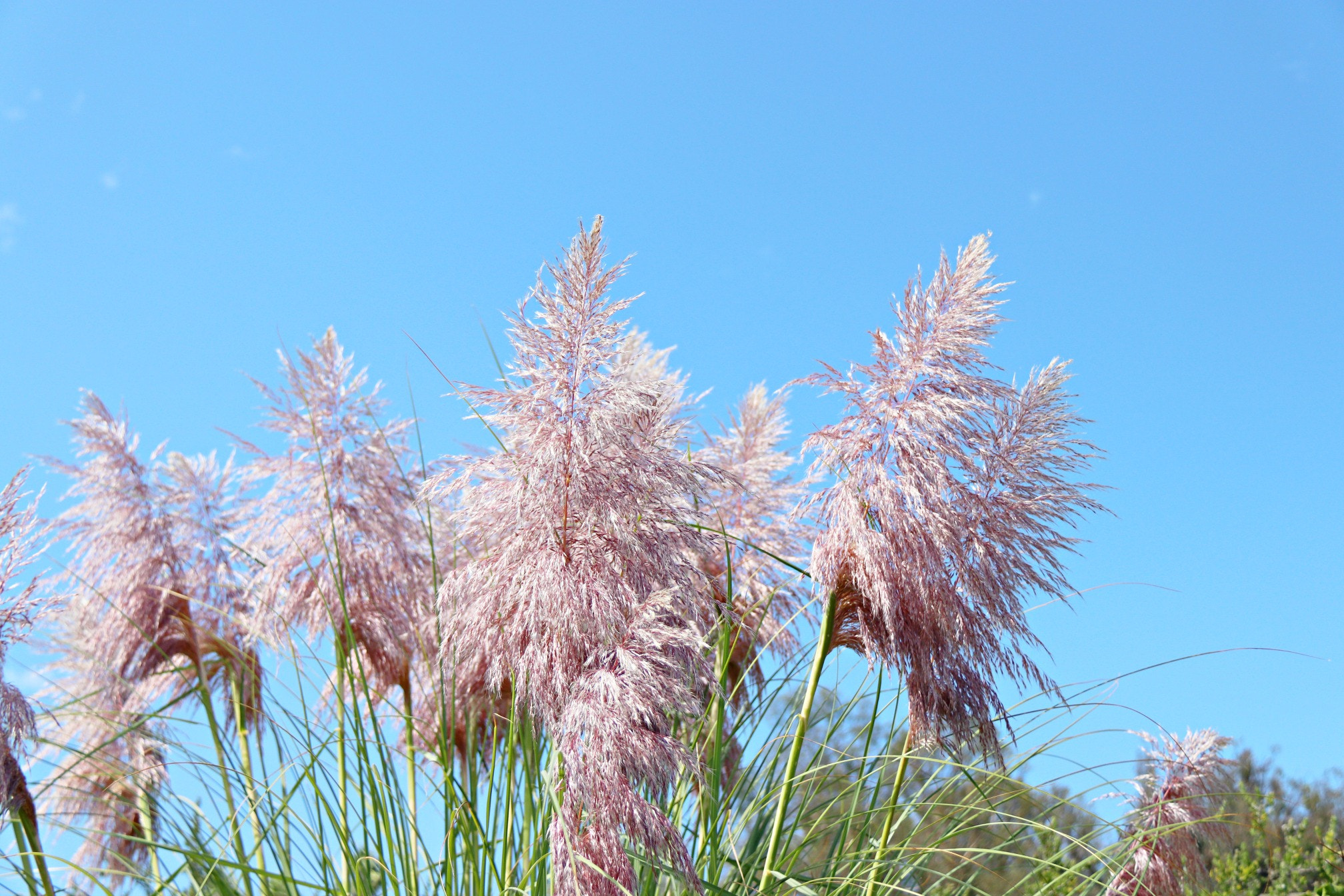 Canon EF-S 18-200mm F3.5-5.6 IS sample photo. Img photography