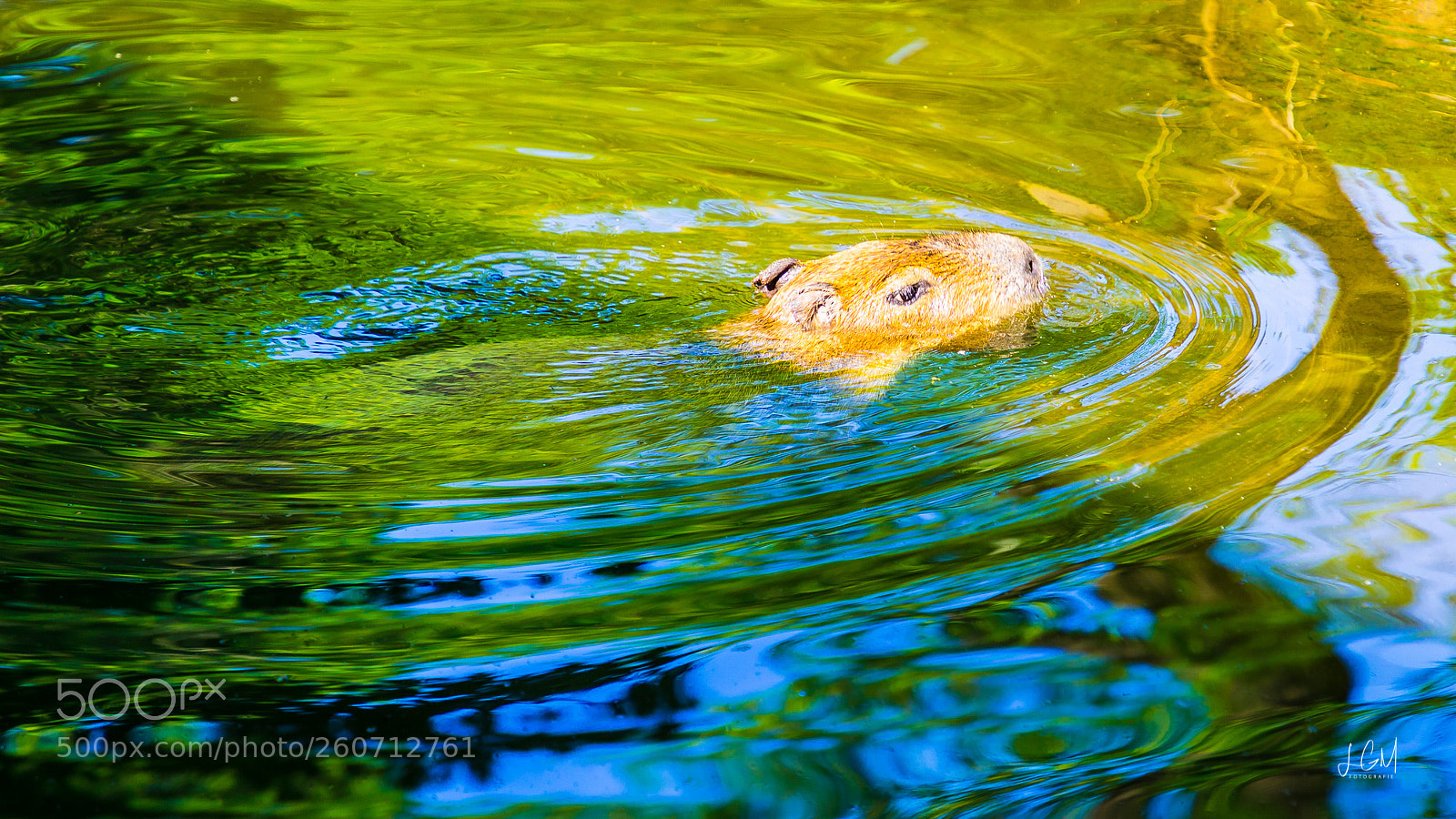 Canon EOS 6D Mark II sample photo. Leipziger zoo photography