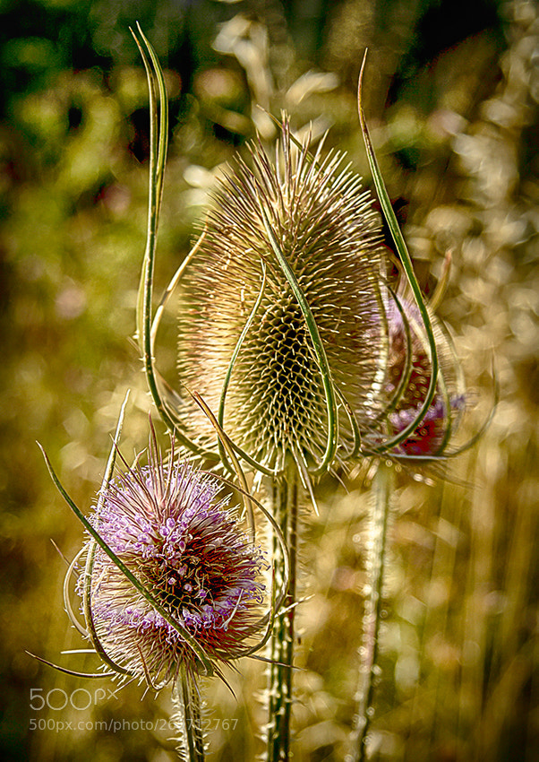 Canon EOS 60D sample photo. Espinas photography