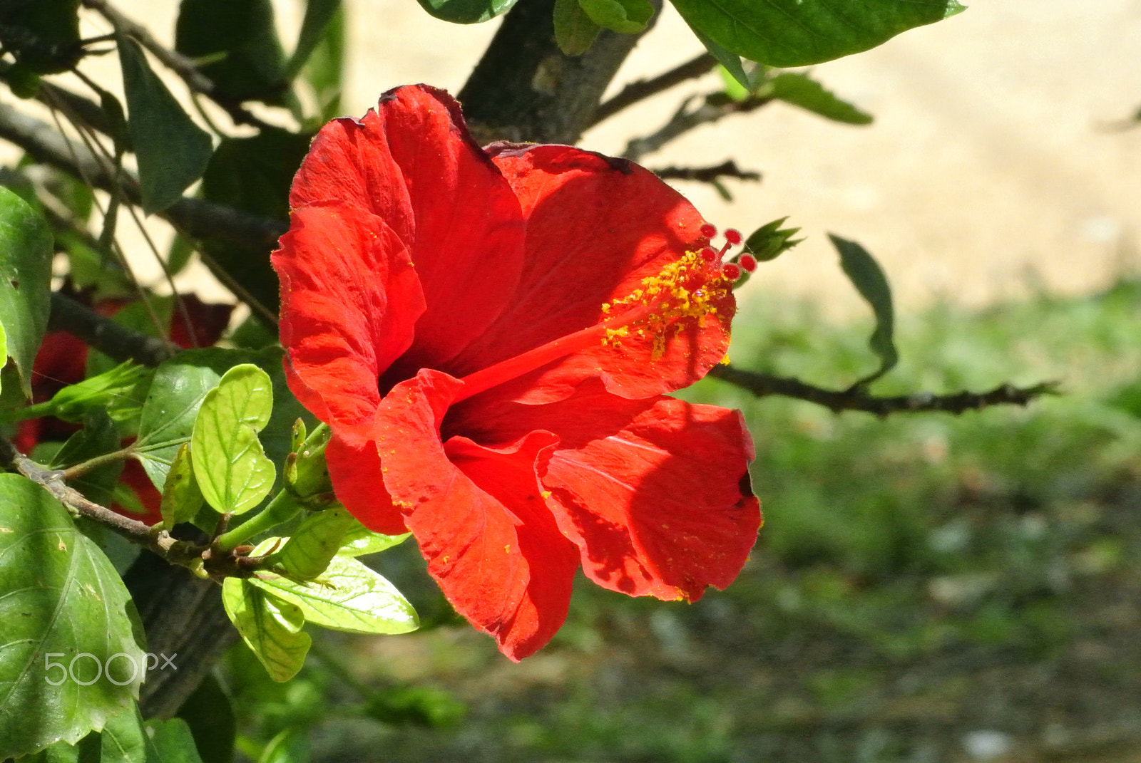 Nikon 1 V1 sample photo. Red photography