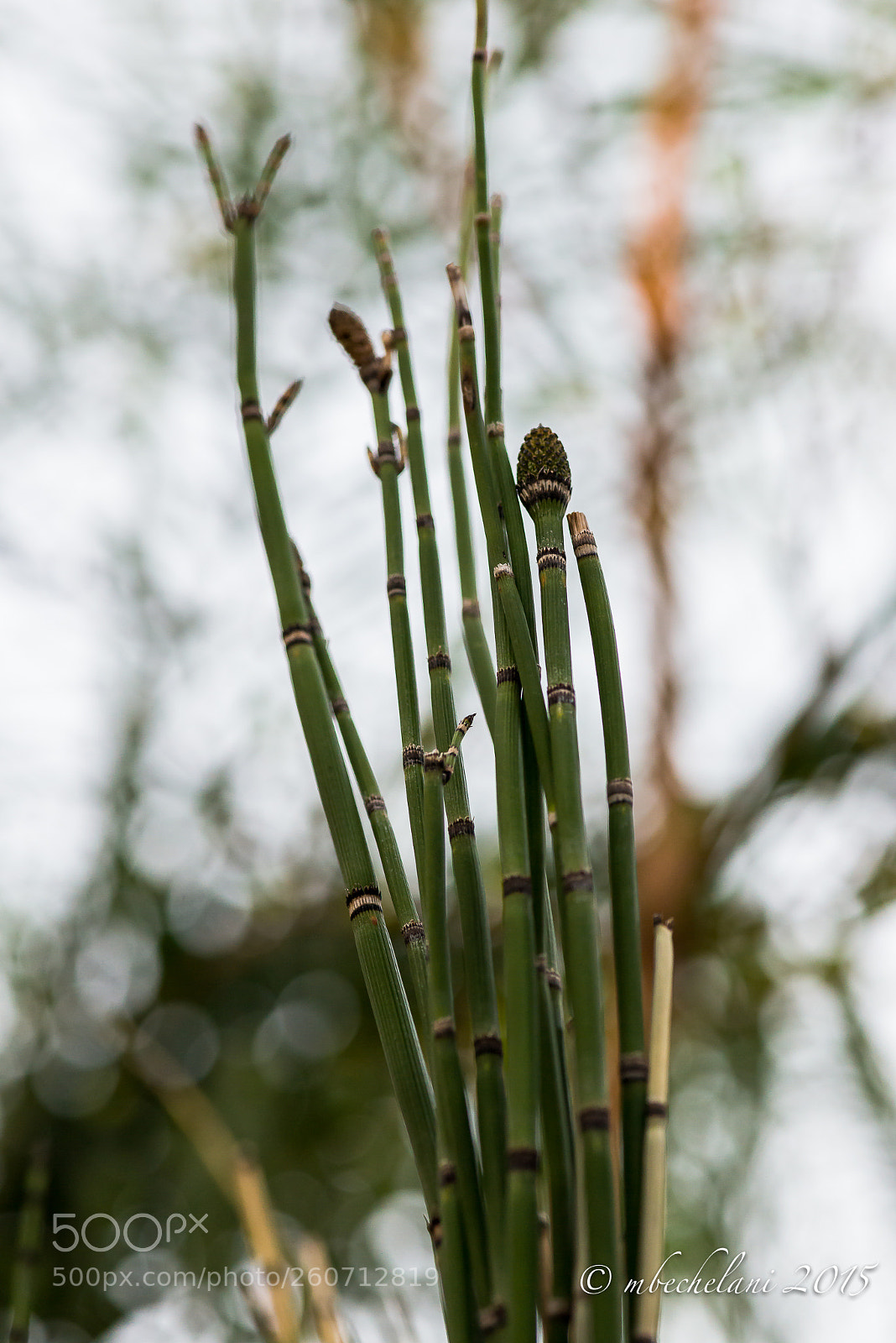 Nikon D800 sample photo. Fbco photography