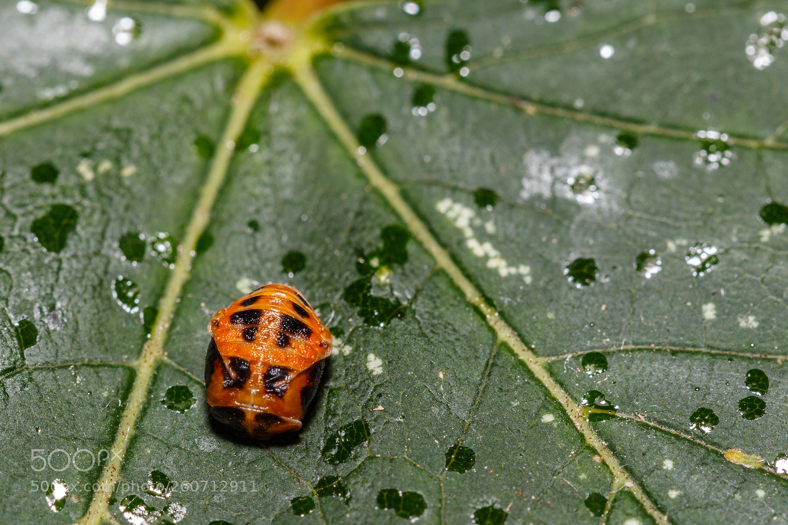 Canon EOS 6D sample photo. Img photography