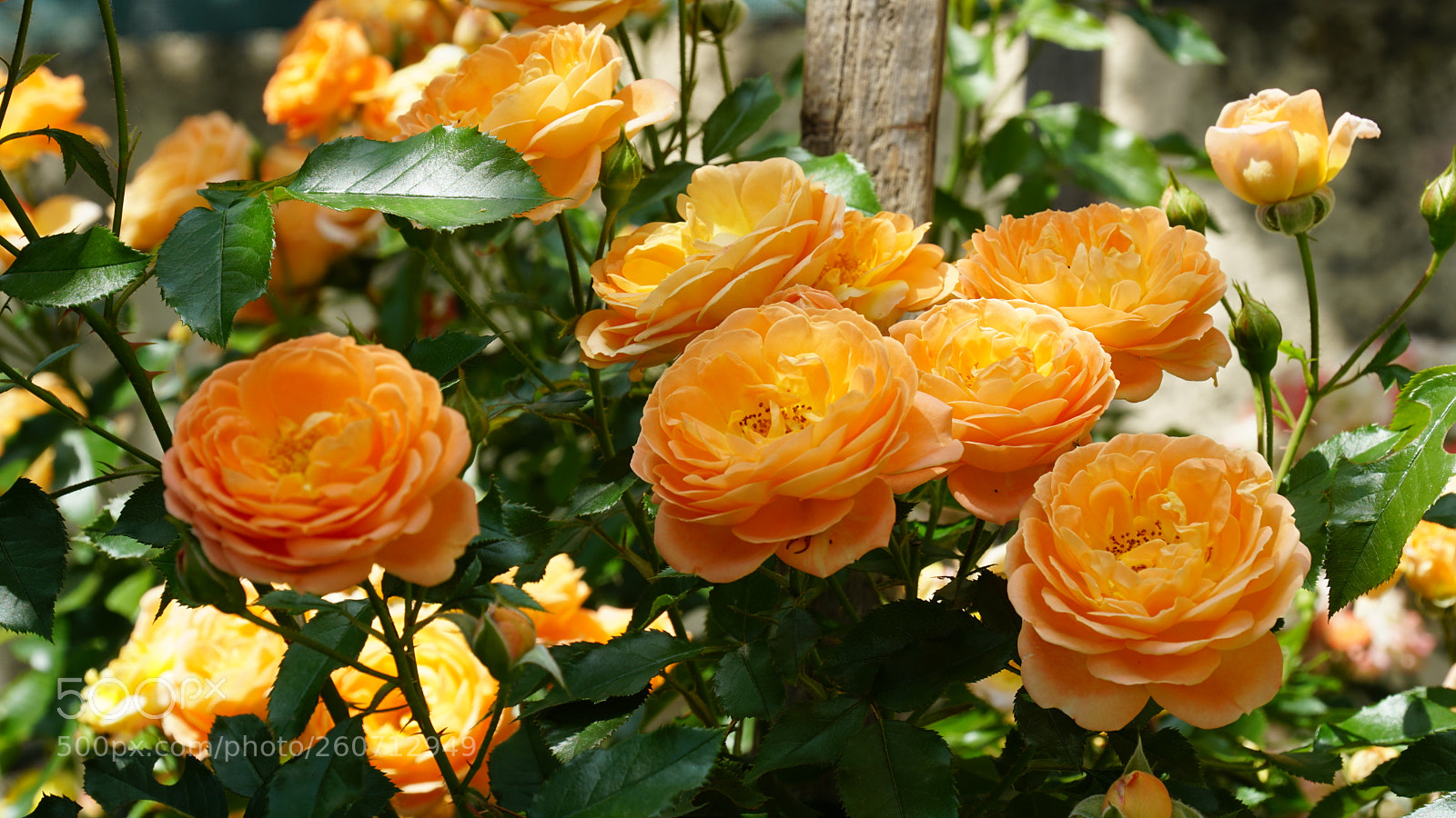 Sony a6300 sample photo. Roses 2 photography