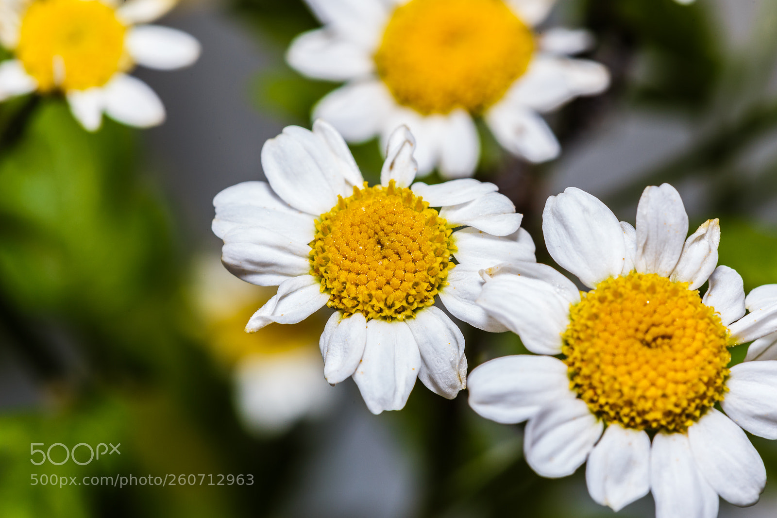 Canon EOS 6D sample photo. Img photography