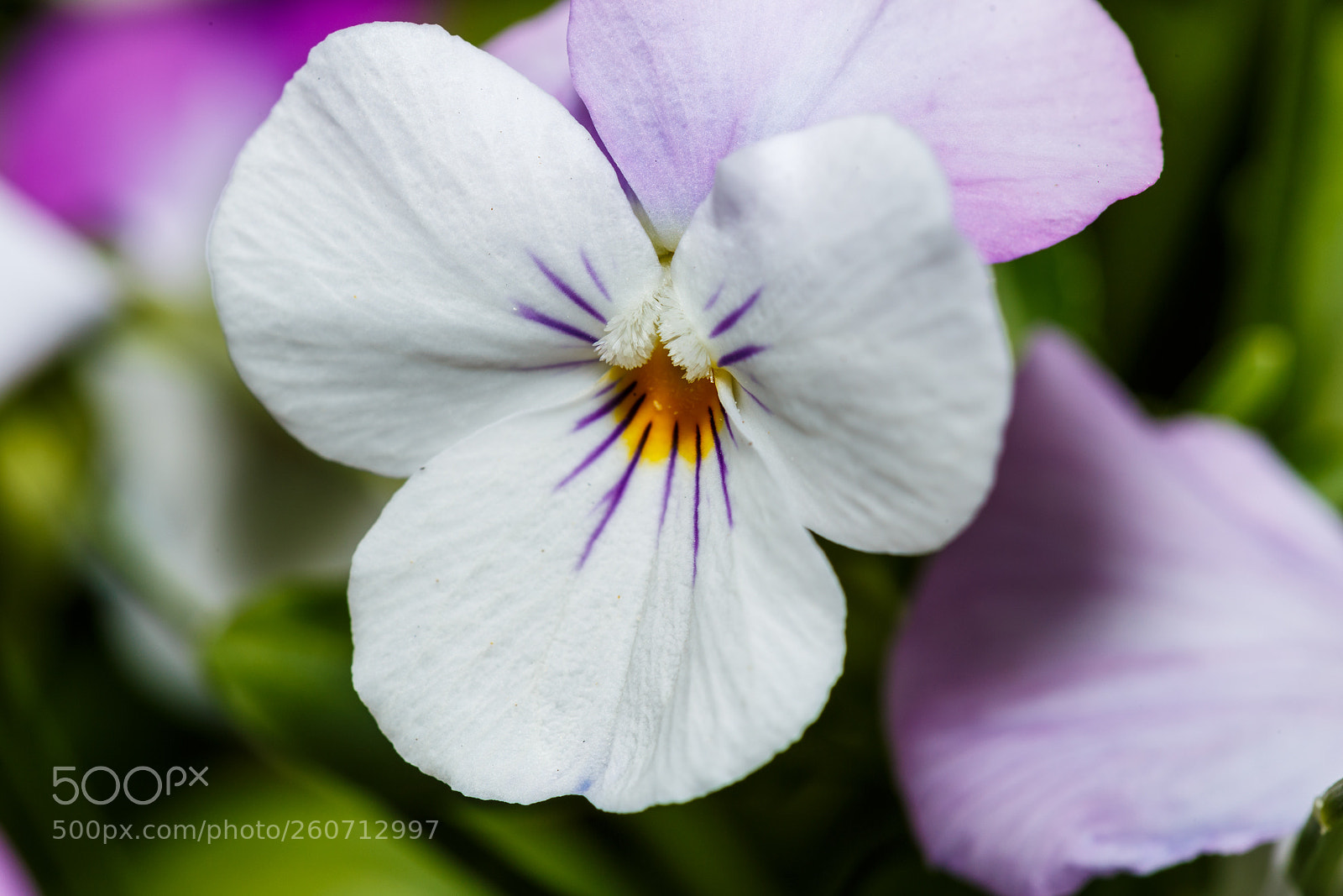 Canon EOS 6D sample photo. Img photography