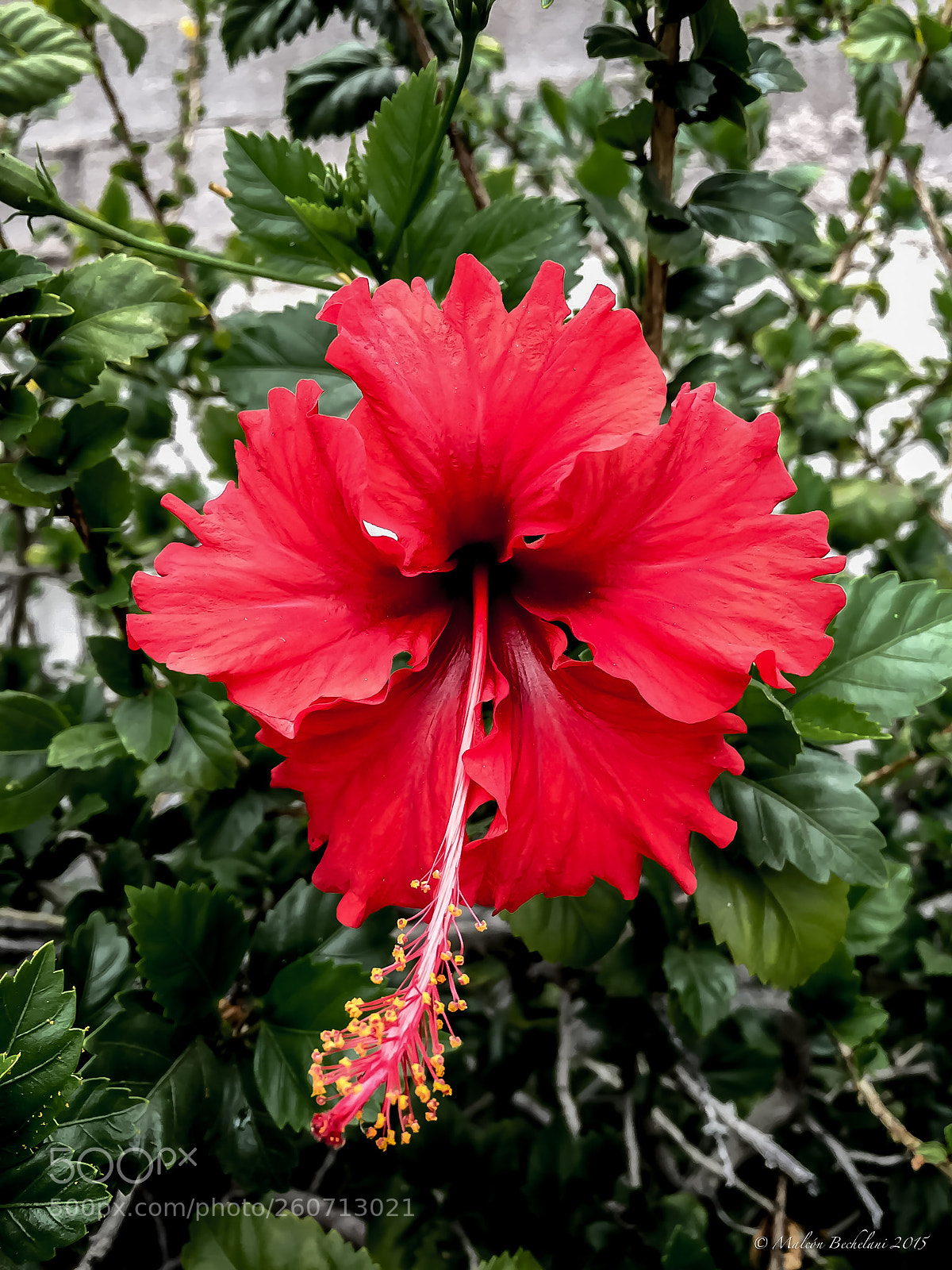 Apple iPhone 6 sample photo. Fbo photography