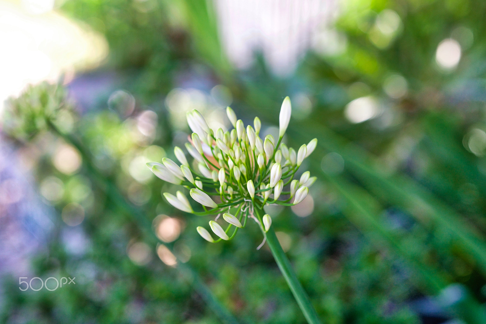 Sony a9 sample photo. Let's bounce photography