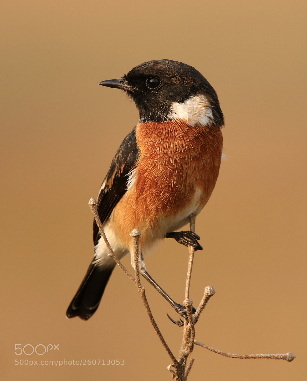 Canon EOS 760D (EOS Rebel T6s / EOS 8000D) sample photo. African stonechat photography