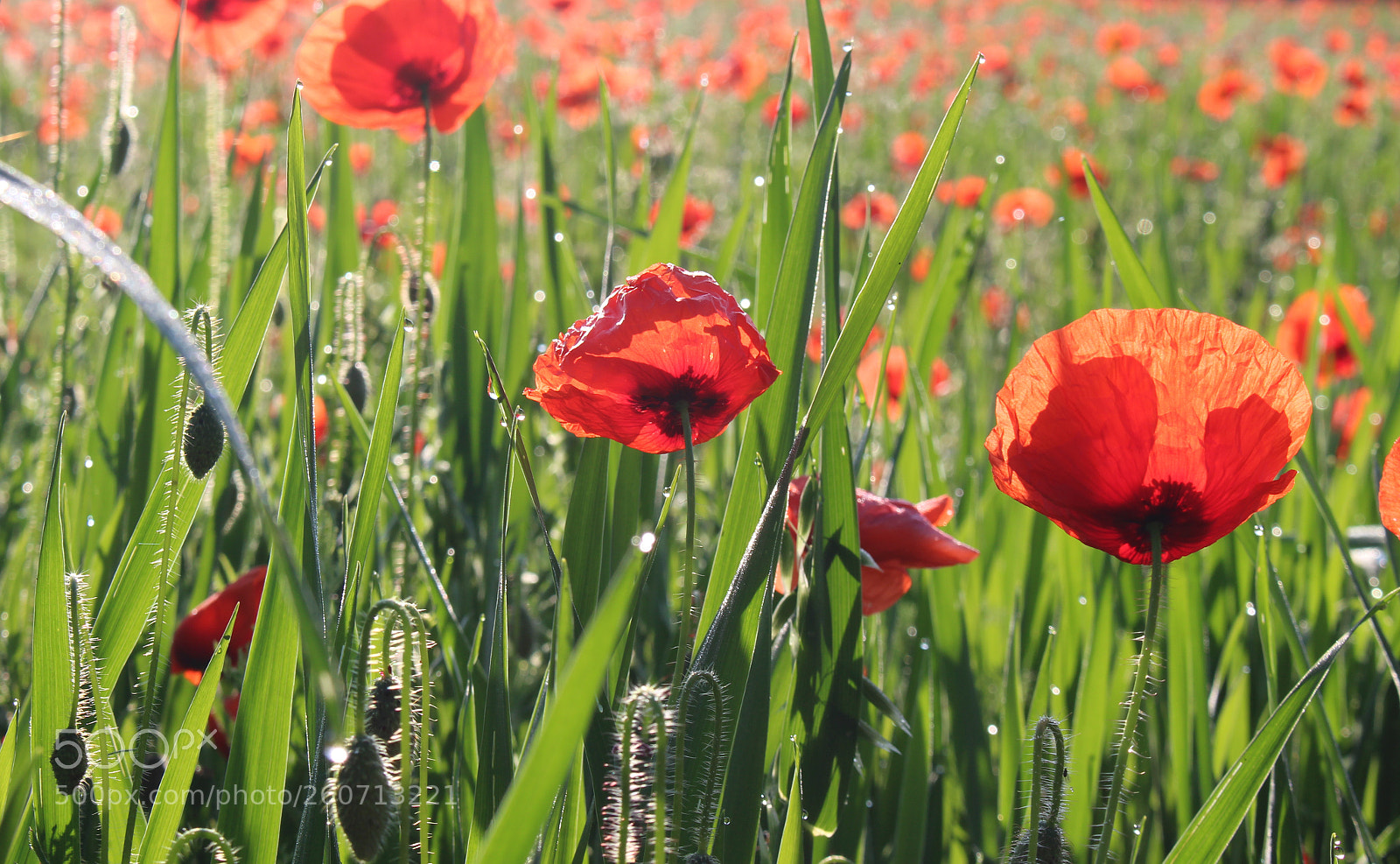 Canon EOS 100D (EOS Rebel SL1 / EOS Kiss X7) sample photo. Coquelicots photography