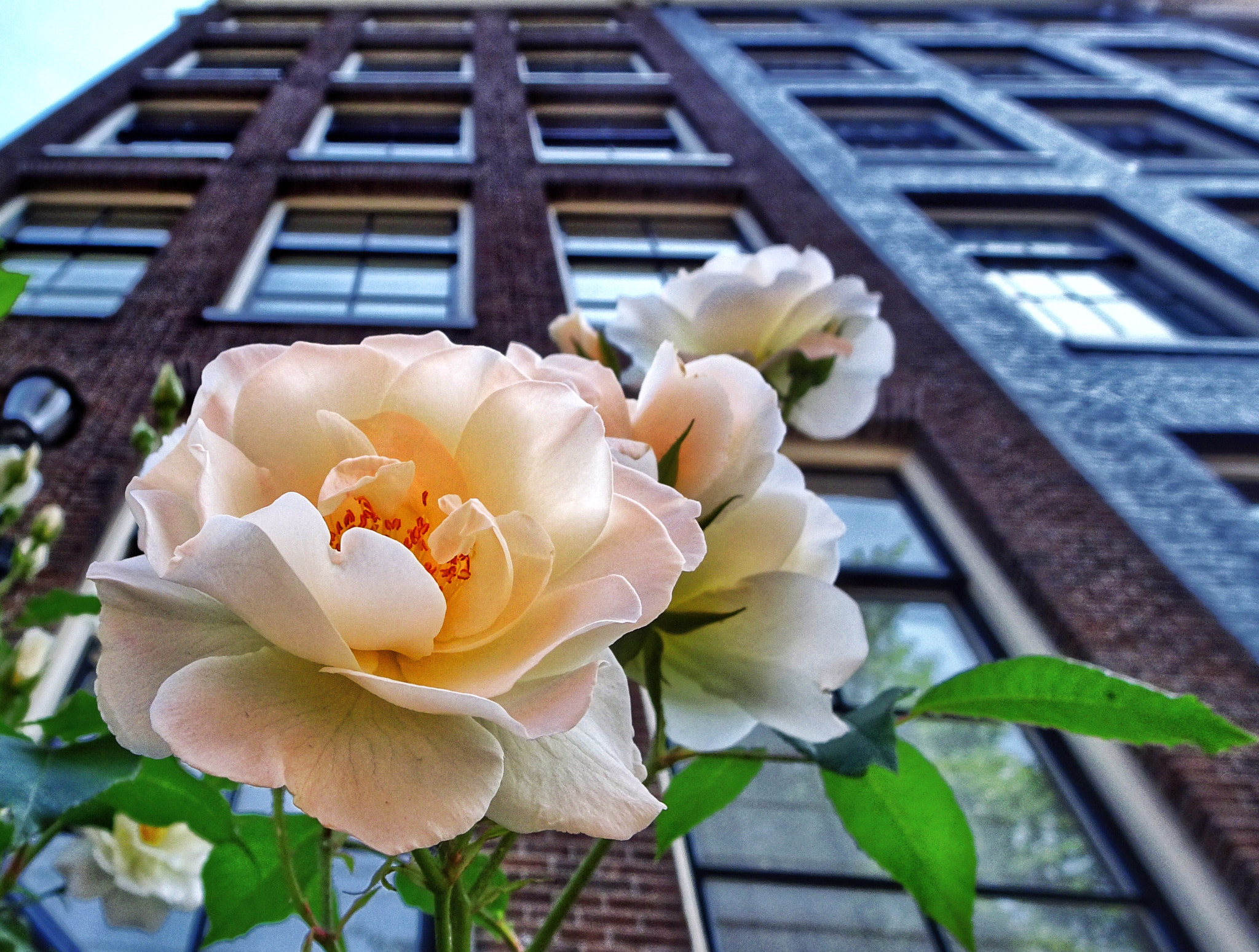 Sony DSC-HX90 sample photo. Urban bloom perspective  photography