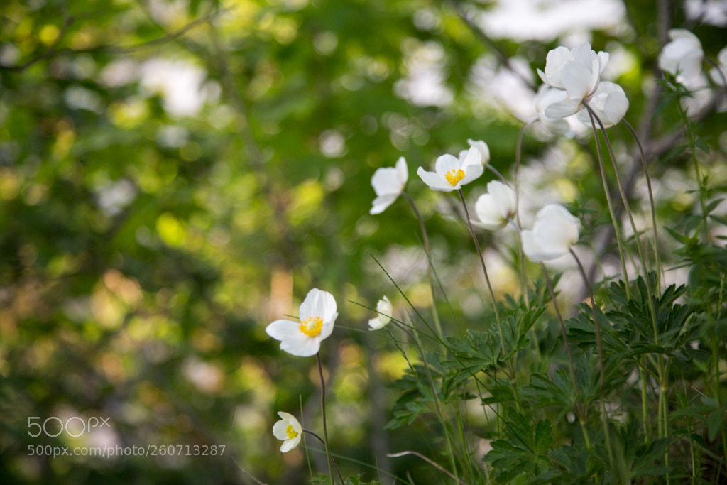 Canon EOS 6D sample photo. Amemones photography