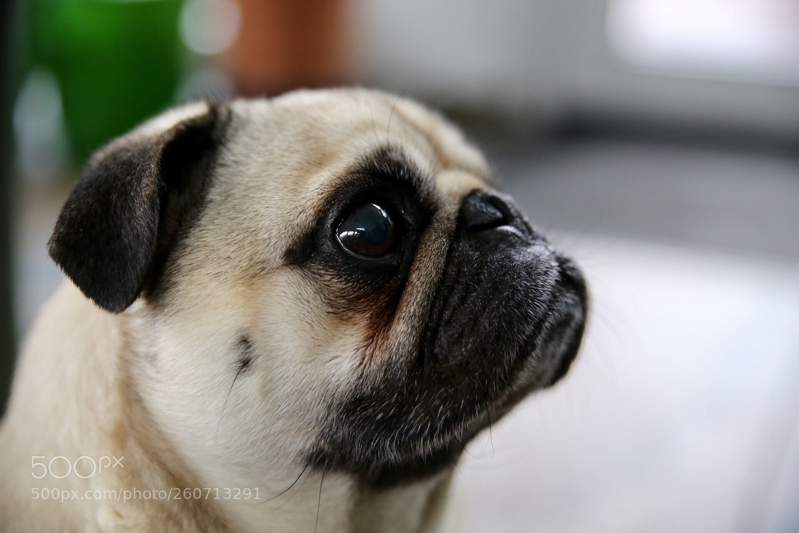 Canon EOS 6D sample photo. Dragor photography