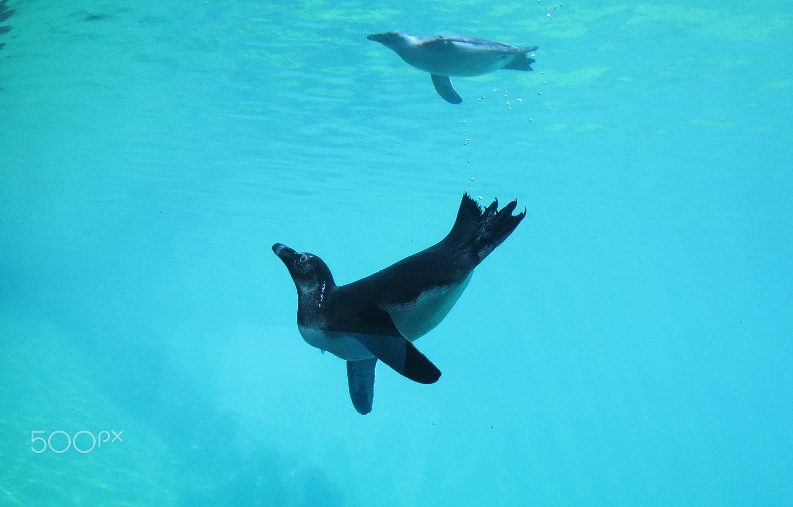 Canon PowerShot ELPH 110HS (PowerShot IXUS 125 HS) sample photo. Penguin photography