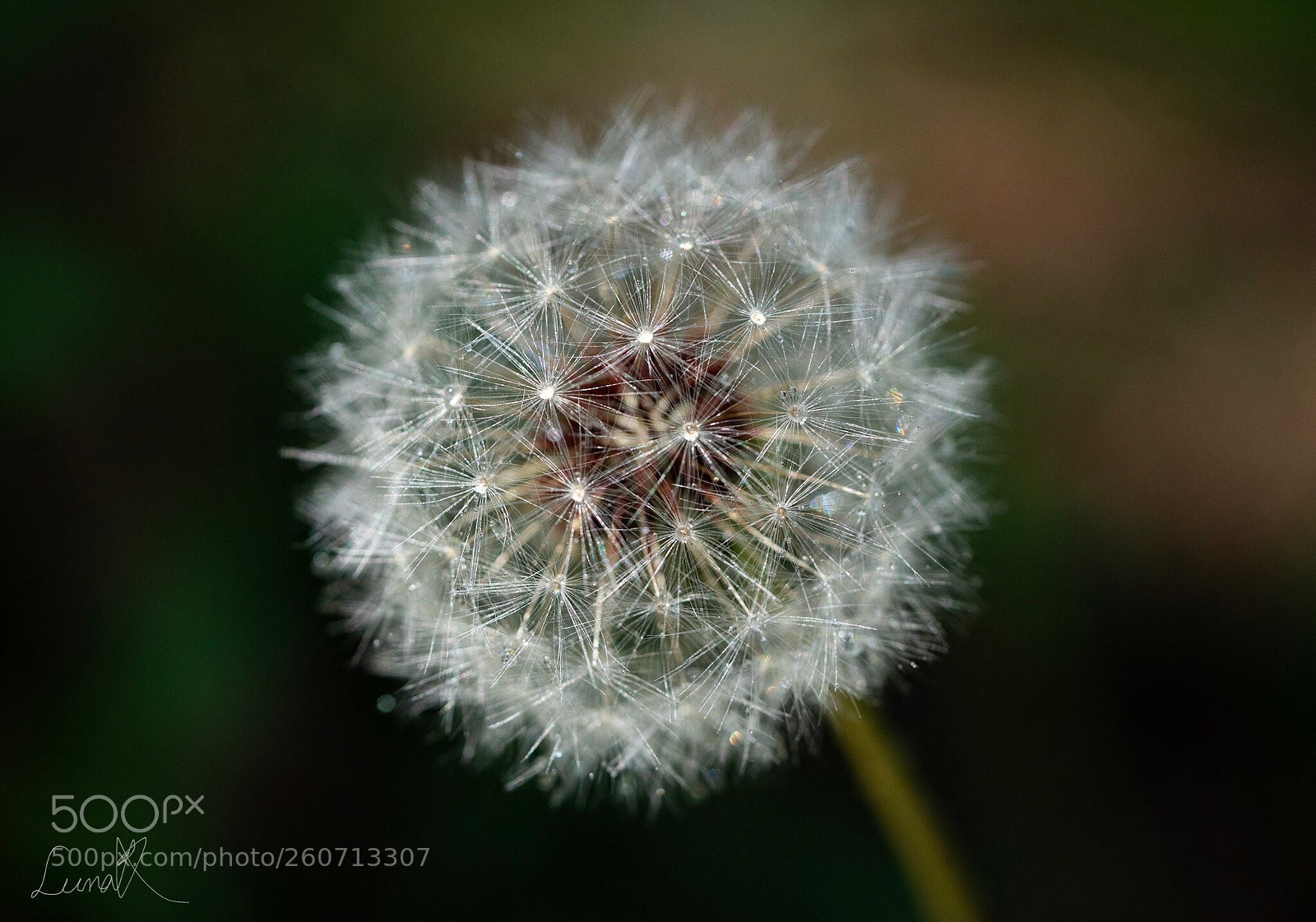 Sony a7R II sample photo. Shining dandelion seeds photography