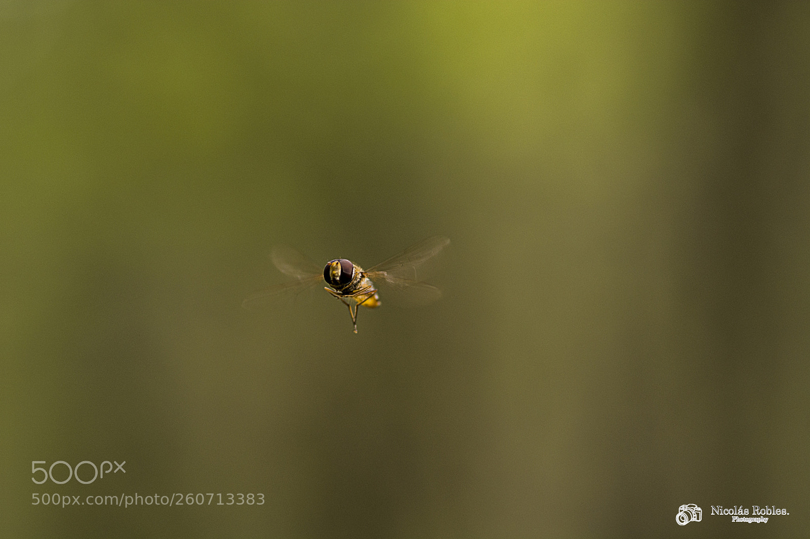 Nikon D7100 sample photo. La mosca photography