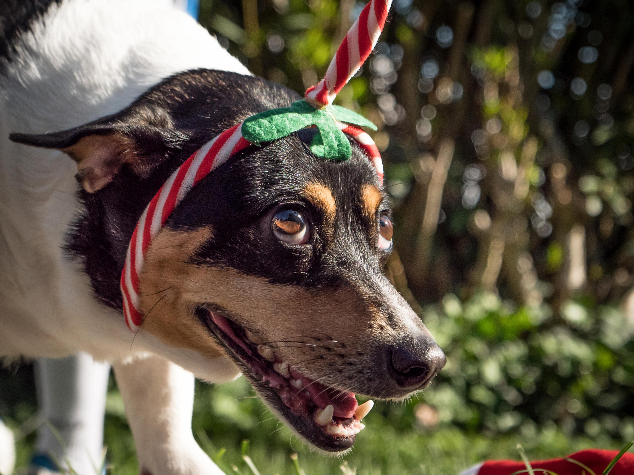 Panasonic Lumix DC-GH5 sample photo. Lovely puppy elf photography