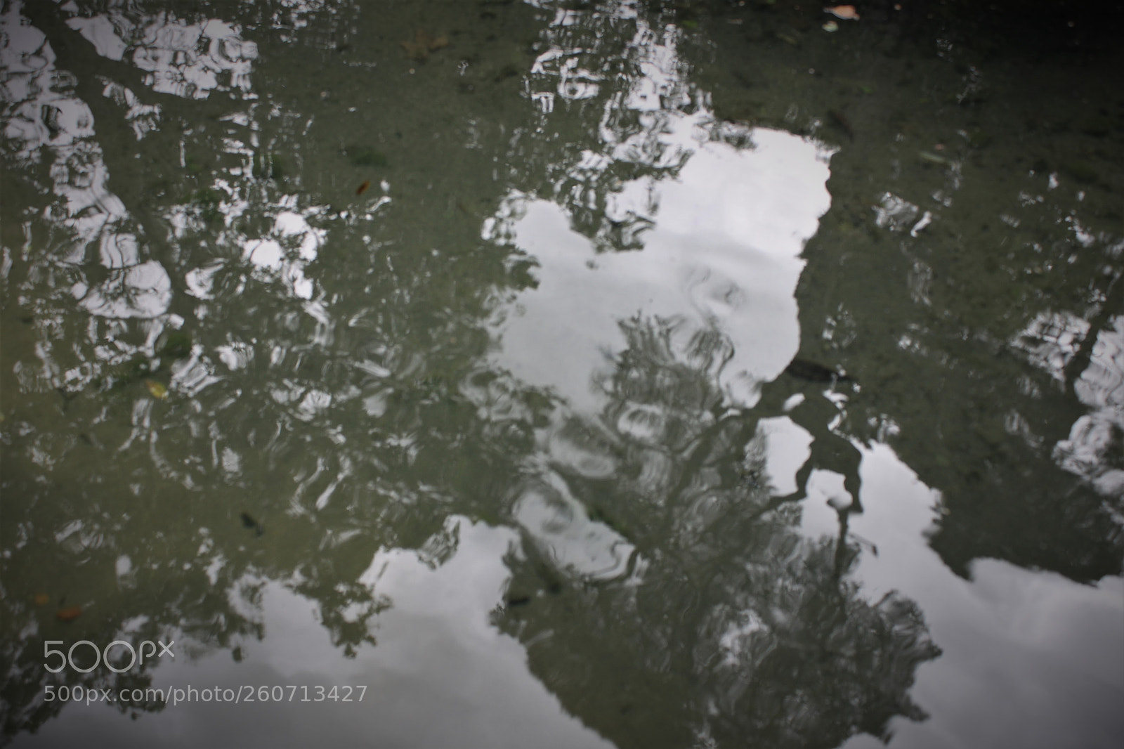 Canon EOS 500D (EOS Rebel T1i / EOS Kiss X3) sample photo. Blurring trees photography