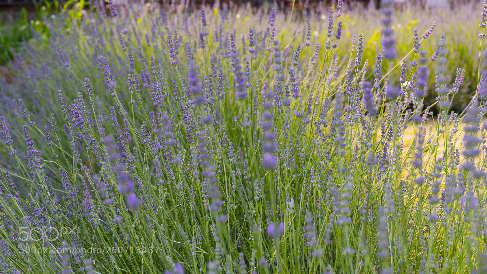 Canon EOS 6D Mark II sample photo. Lavanda photography