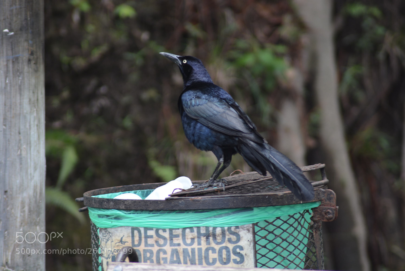 Nikon D7100 sample photo. Realidad contaminada photography
