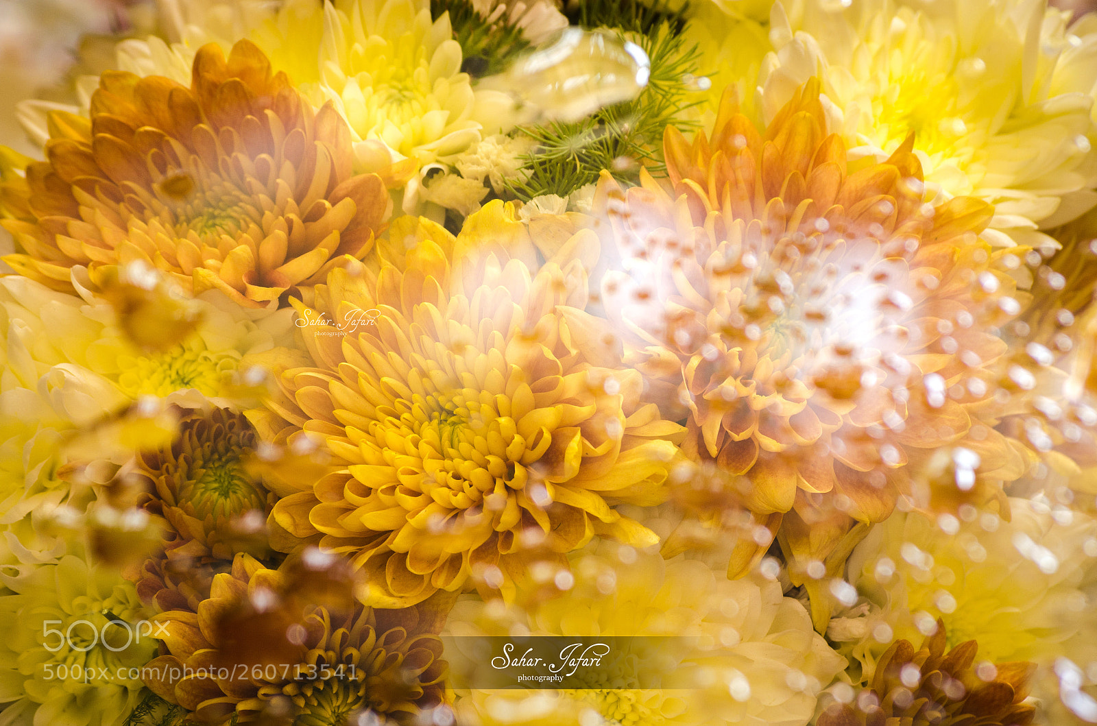 Nikon D5100 sample photo. Flowers photography