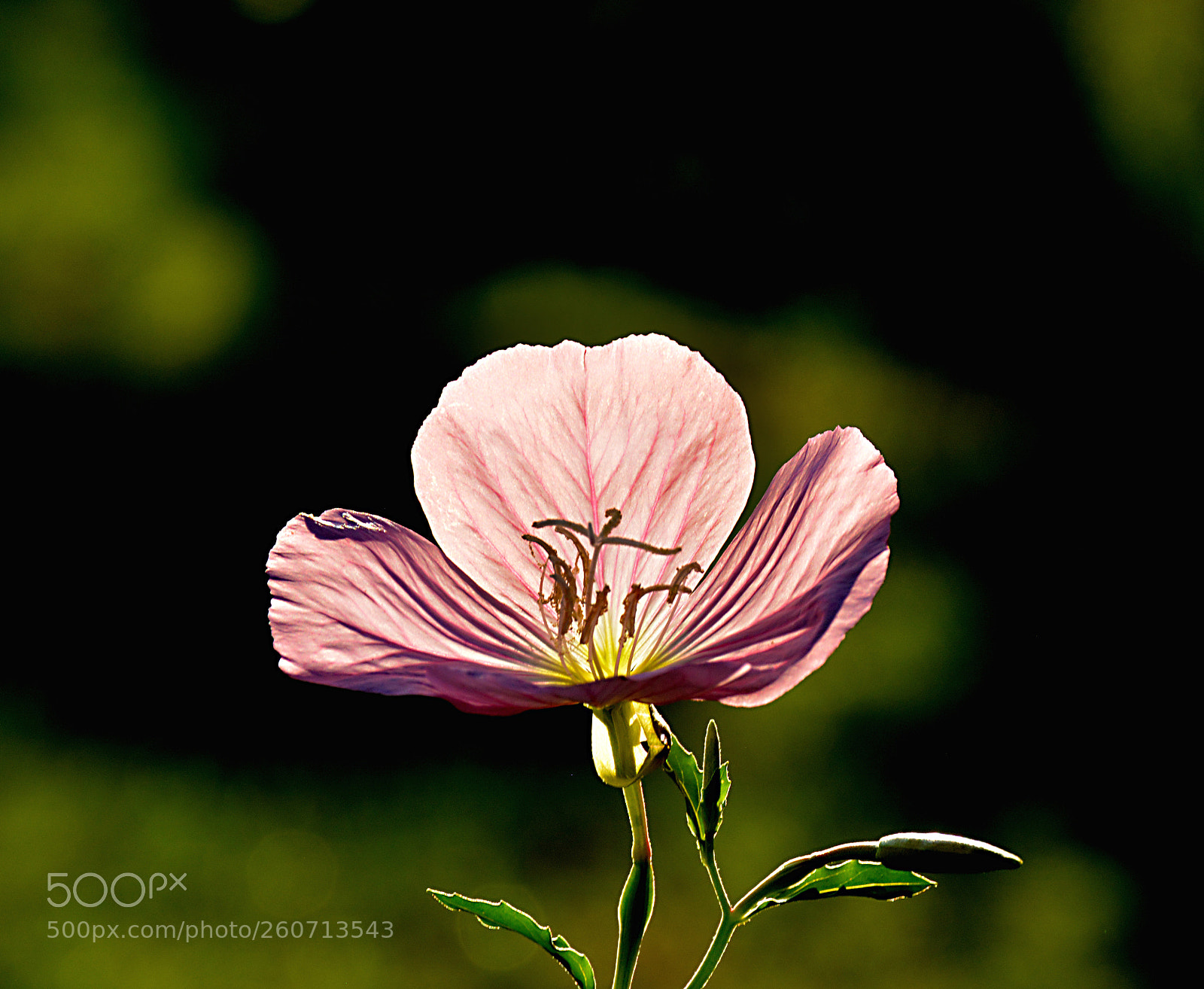 Nikon D5200 sample photo. Flower in nature photography