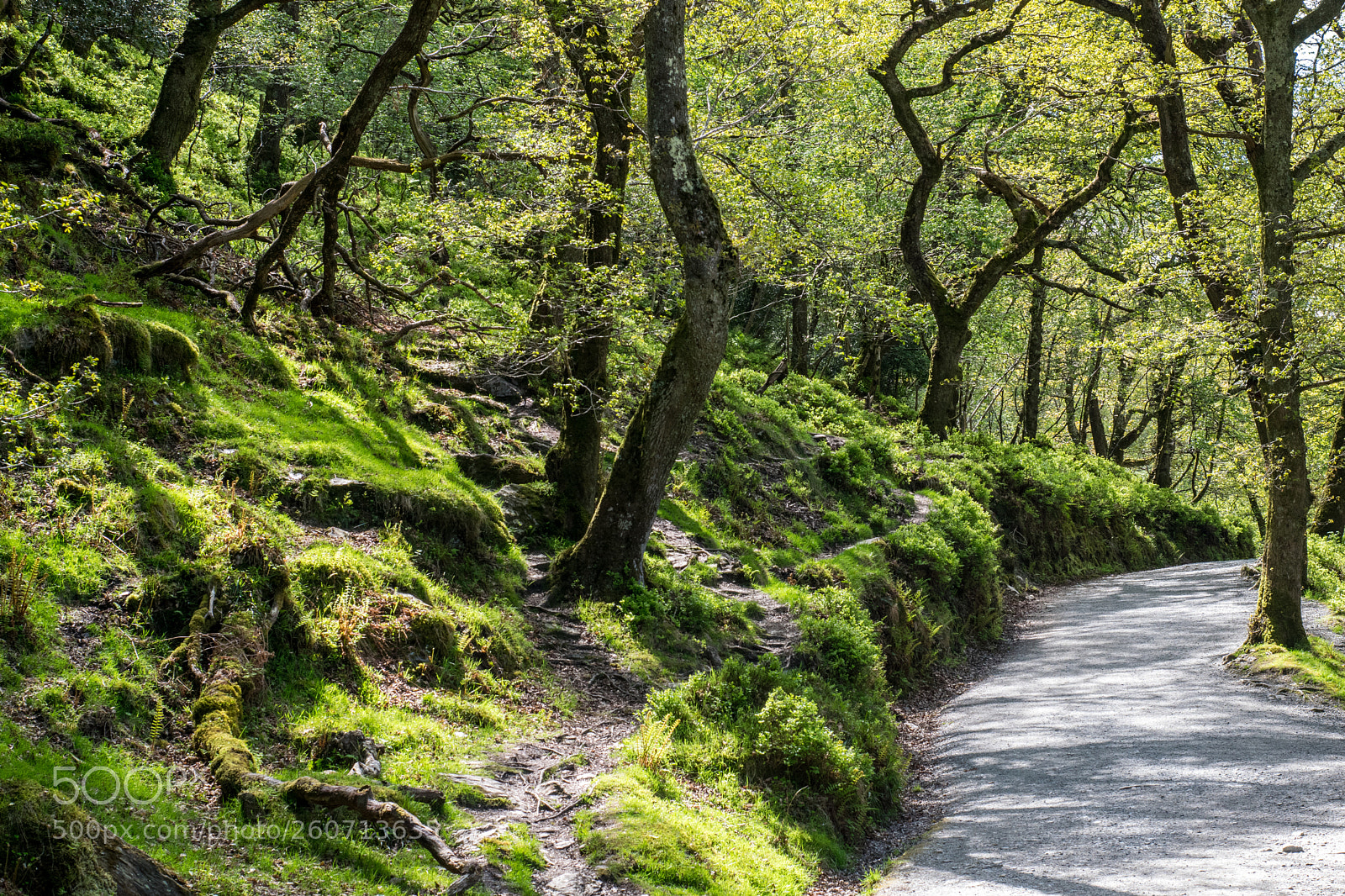 Nikon D5300 sample photo. Irish forest photography