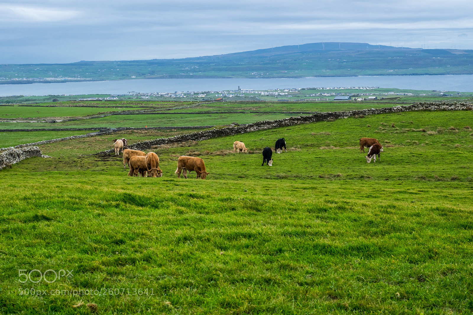 Nikon D5300 sample photo. Grazing photography