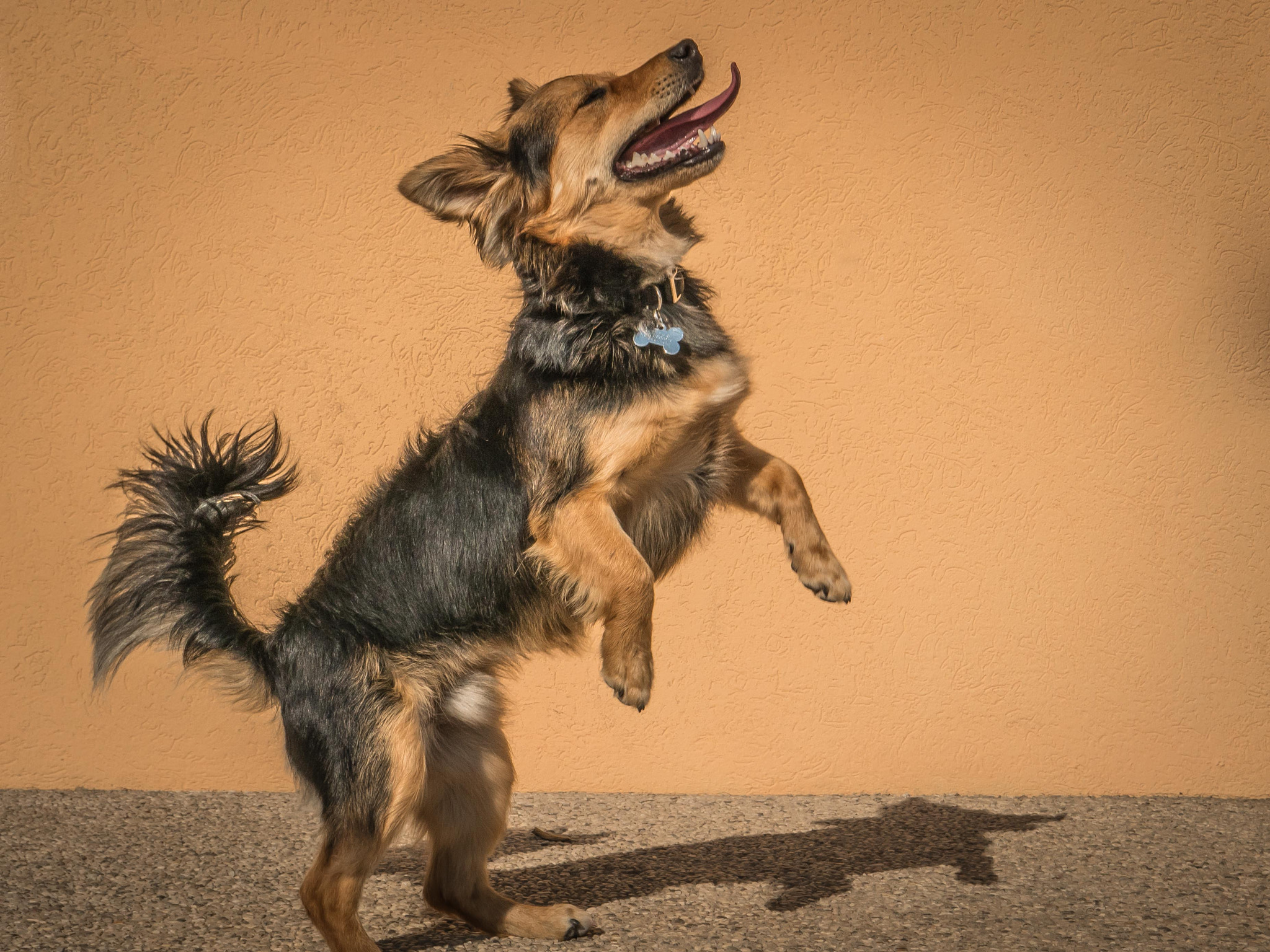 Panasonic Lumix DC-GH5 sample photo. Jumpy dog photography