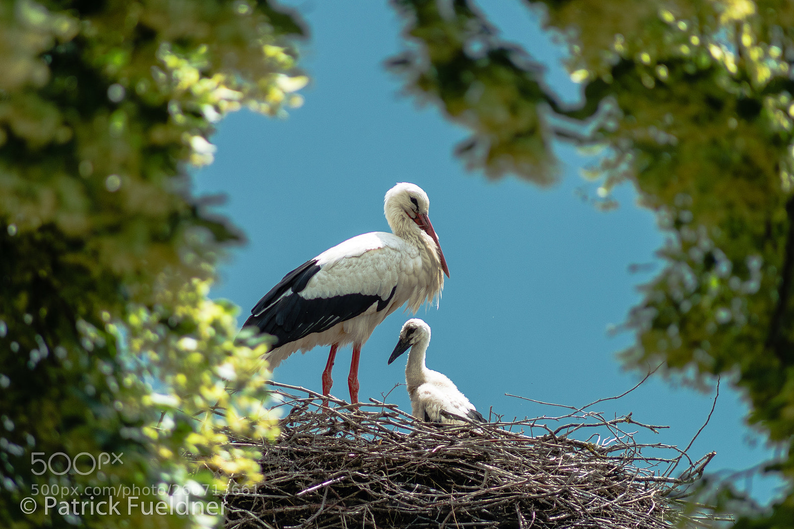 Pentax K-S2 sample photo. White storck and chick photography