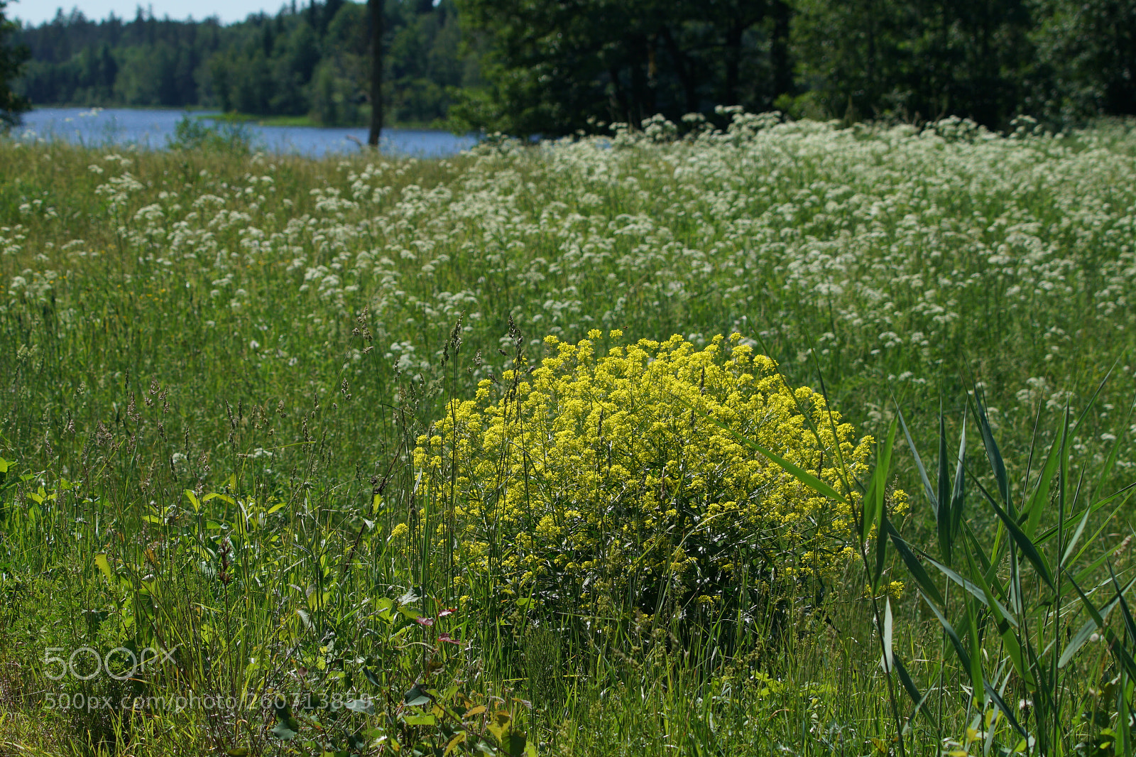 Sony a7R II sample photo. Dsc photography